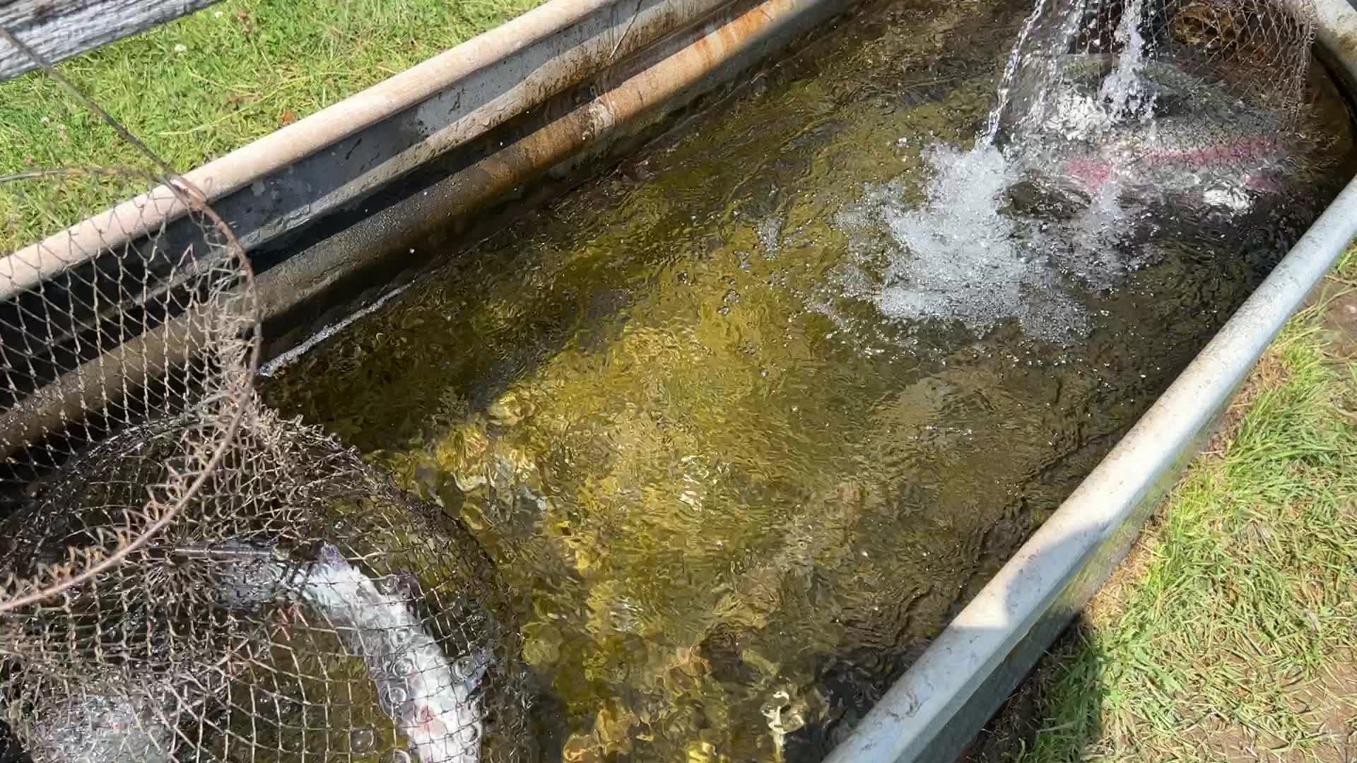 Fishing for rainbow trout in Canada