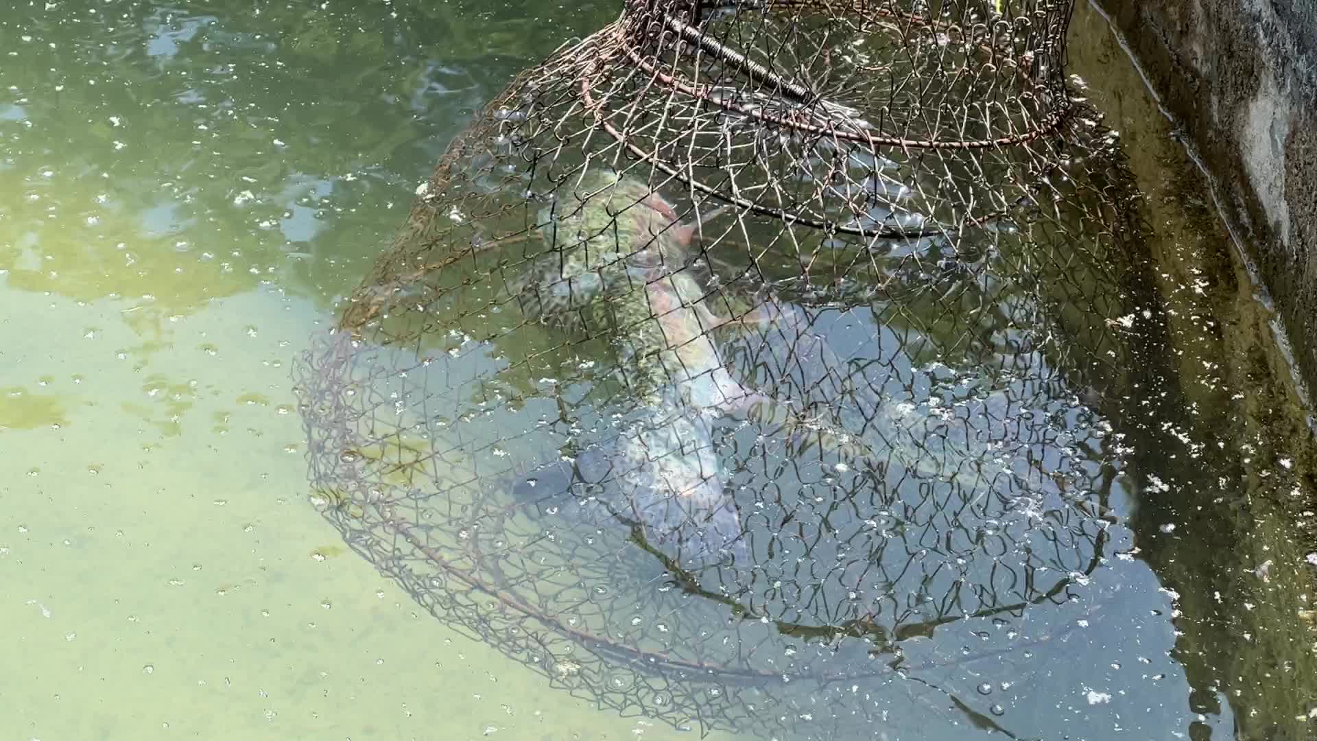 Fishing for rainbow trout in Canada