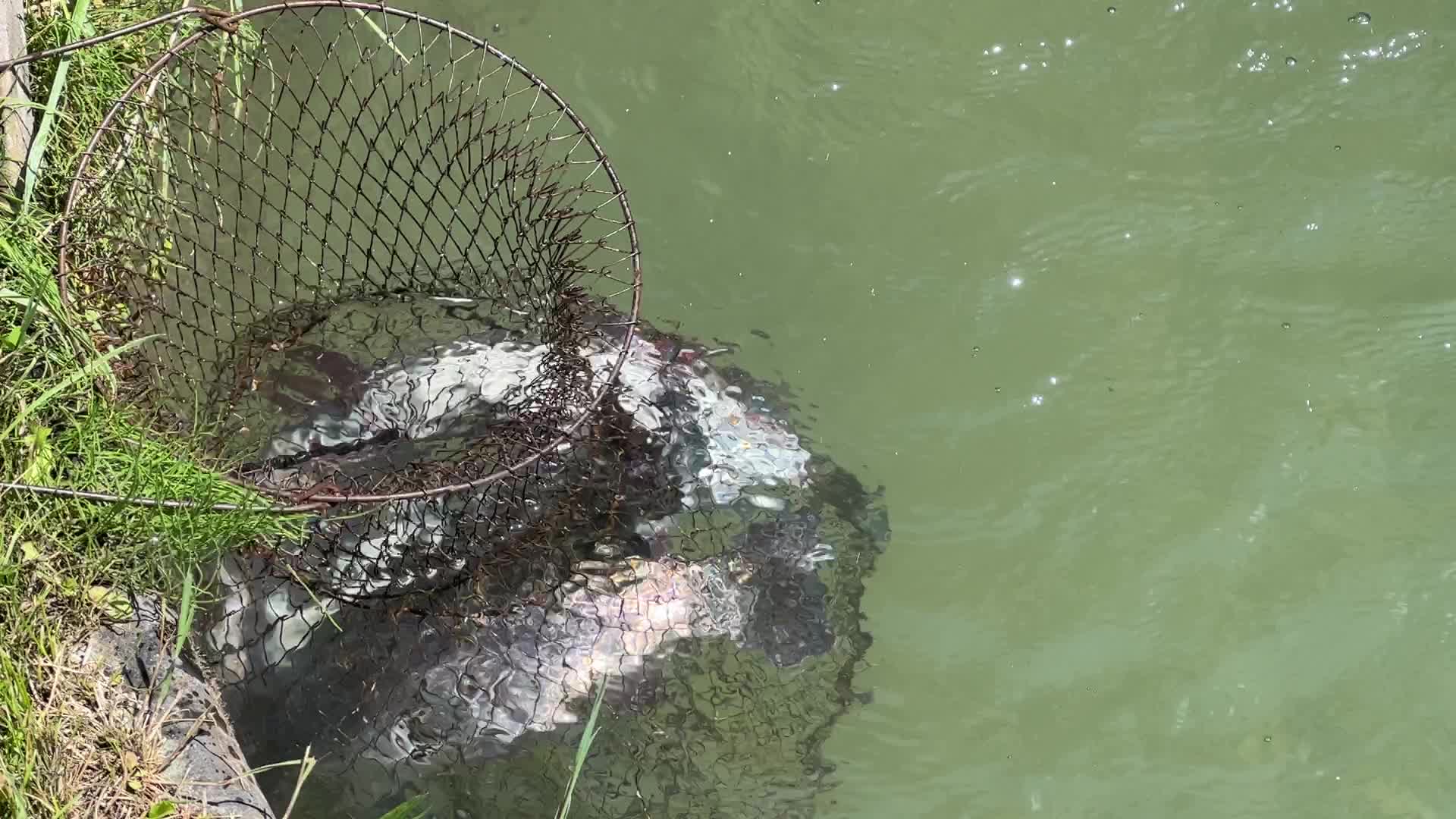 Fishing for rainbow trout in Canada