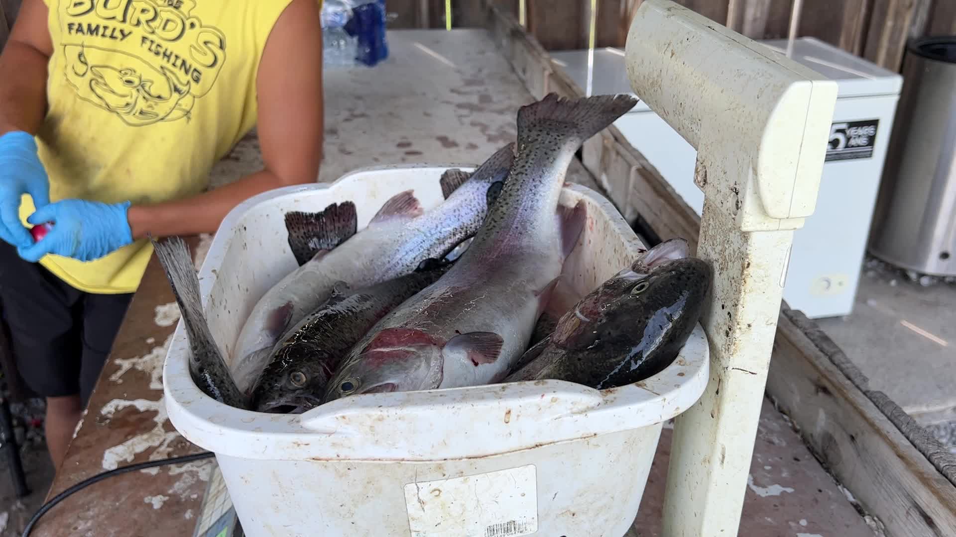 Fishing for rainbow trout in Canada