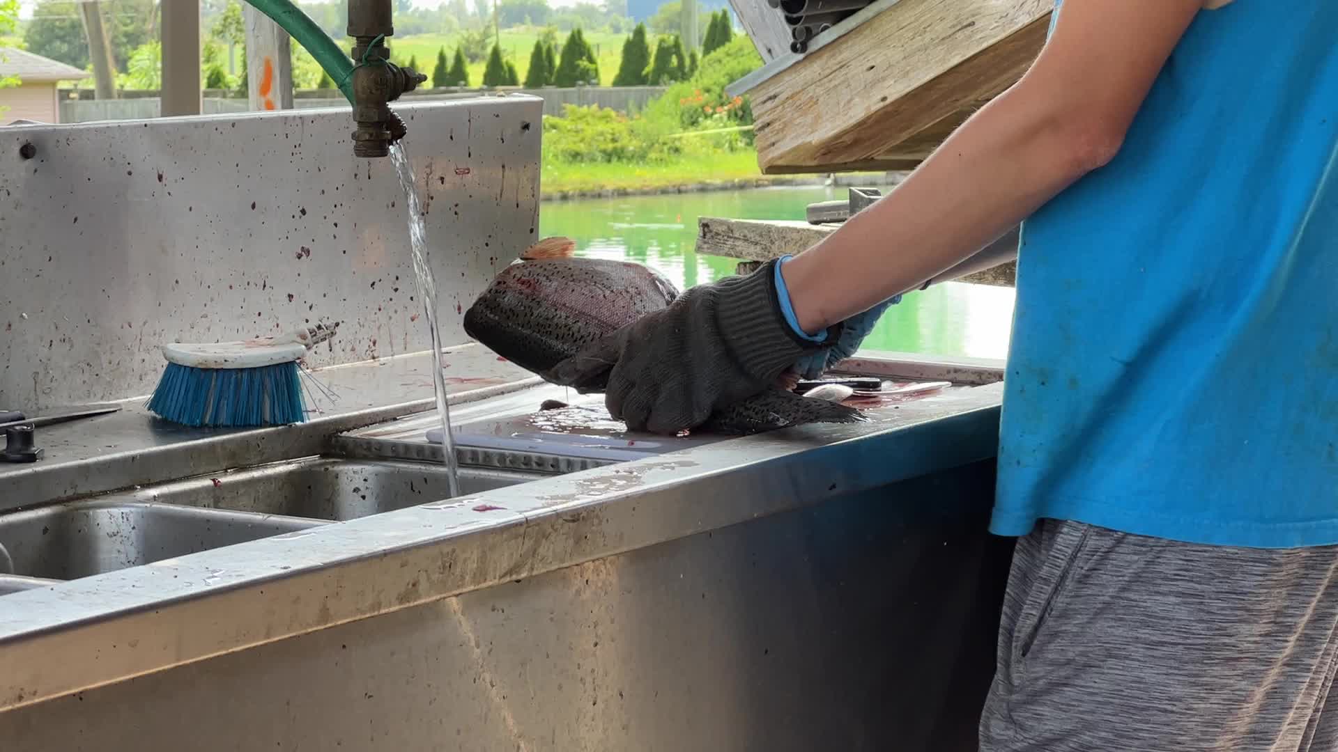 Fishing for rainbow trout in Canada