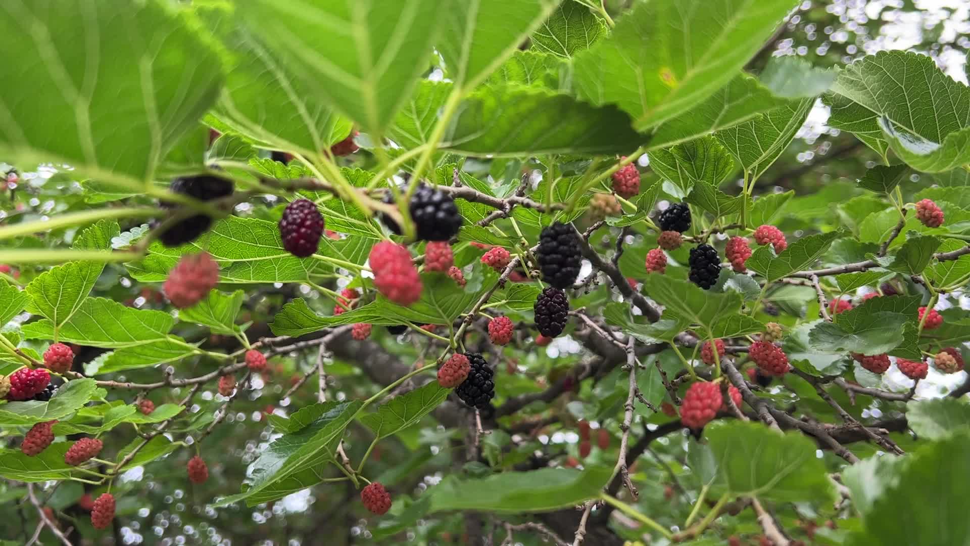 Mulberry Fruit In Canada