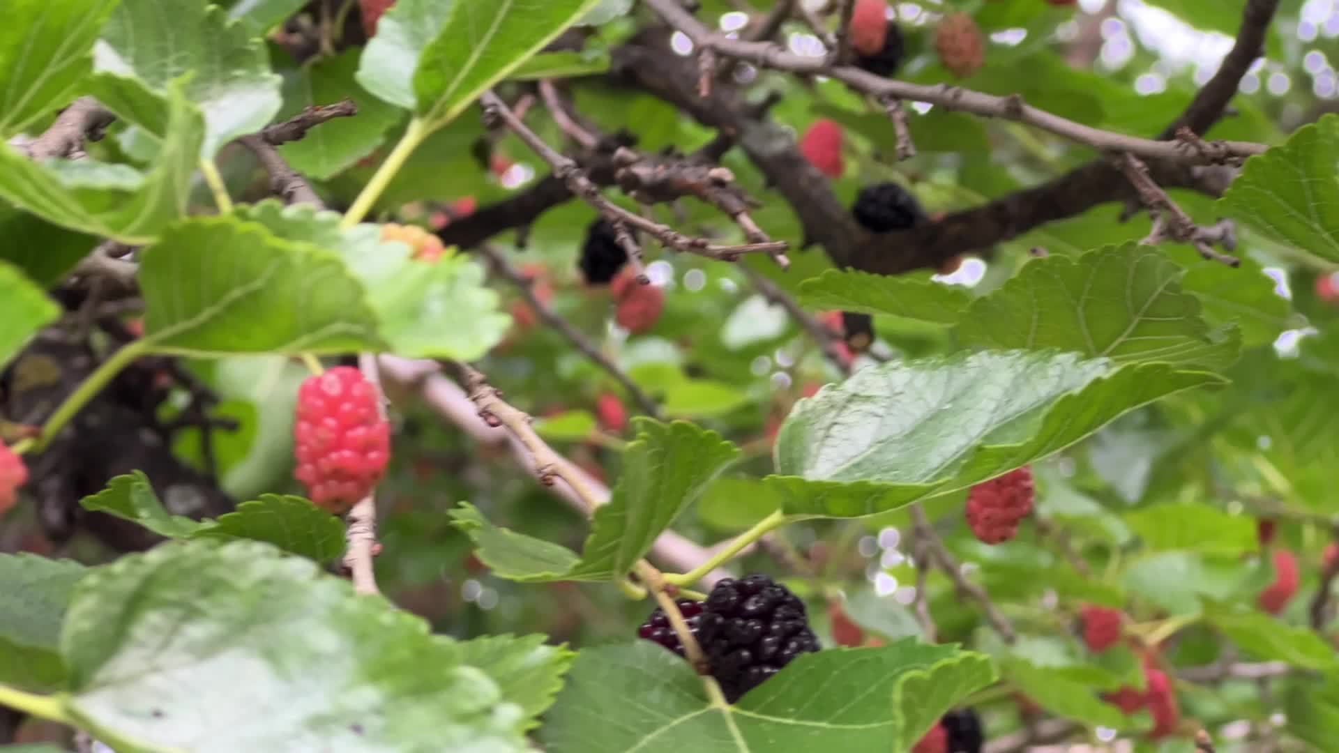 Mulberry Fruit In Canada
