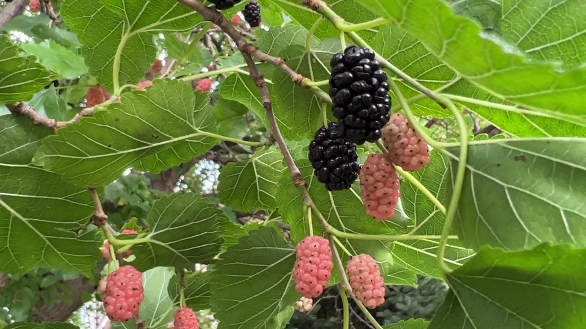 Mulberry Fruit In Canada
