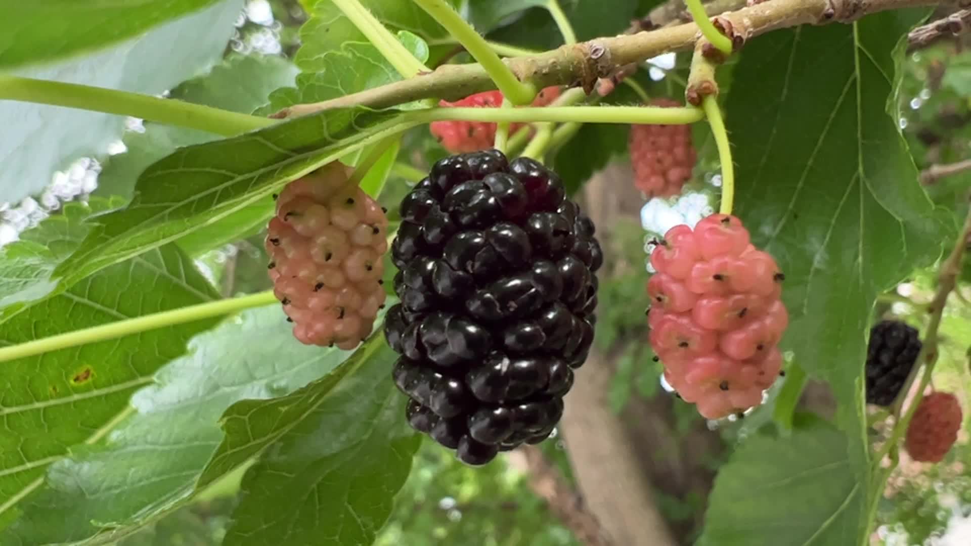 Mulberry Fruit In Canada