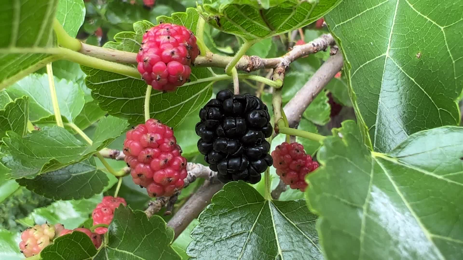 Mulberry Fruit In Canada