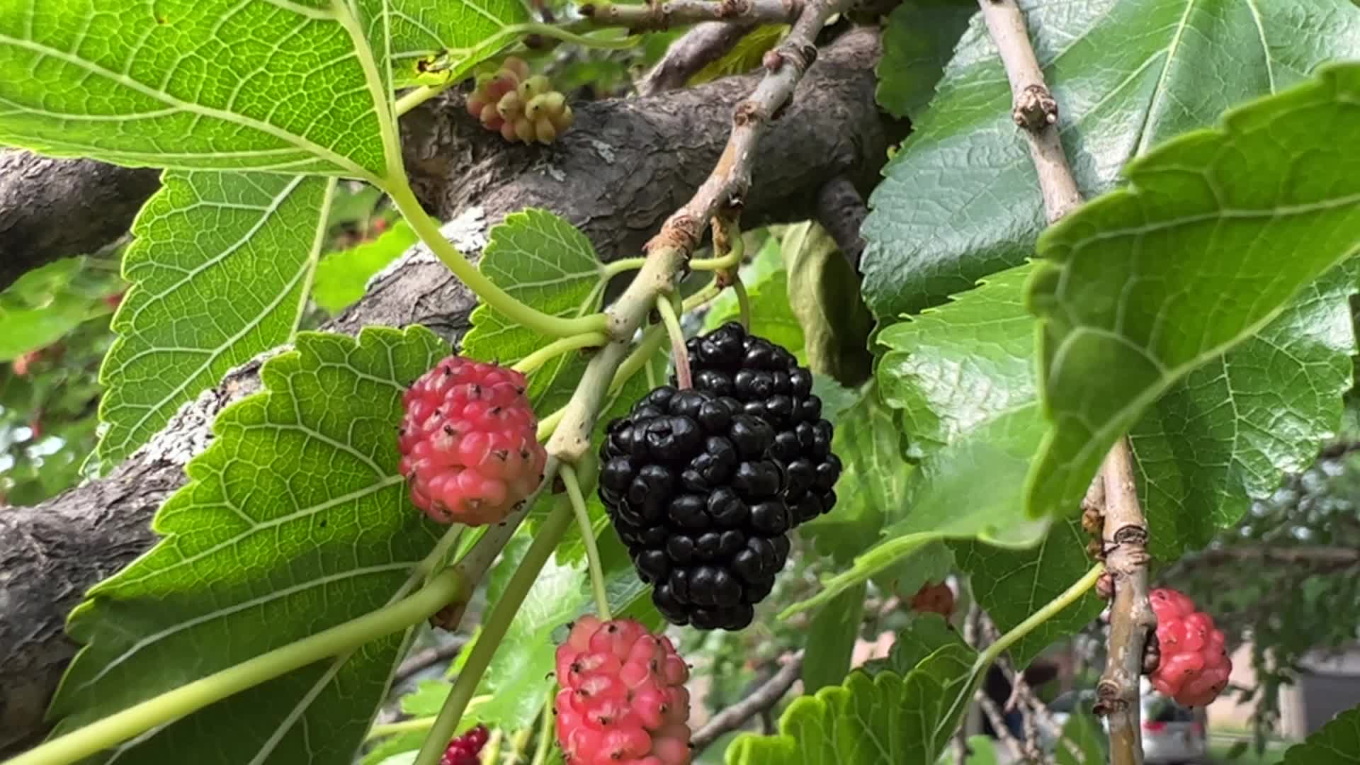 Mulberry Fruit In Canada