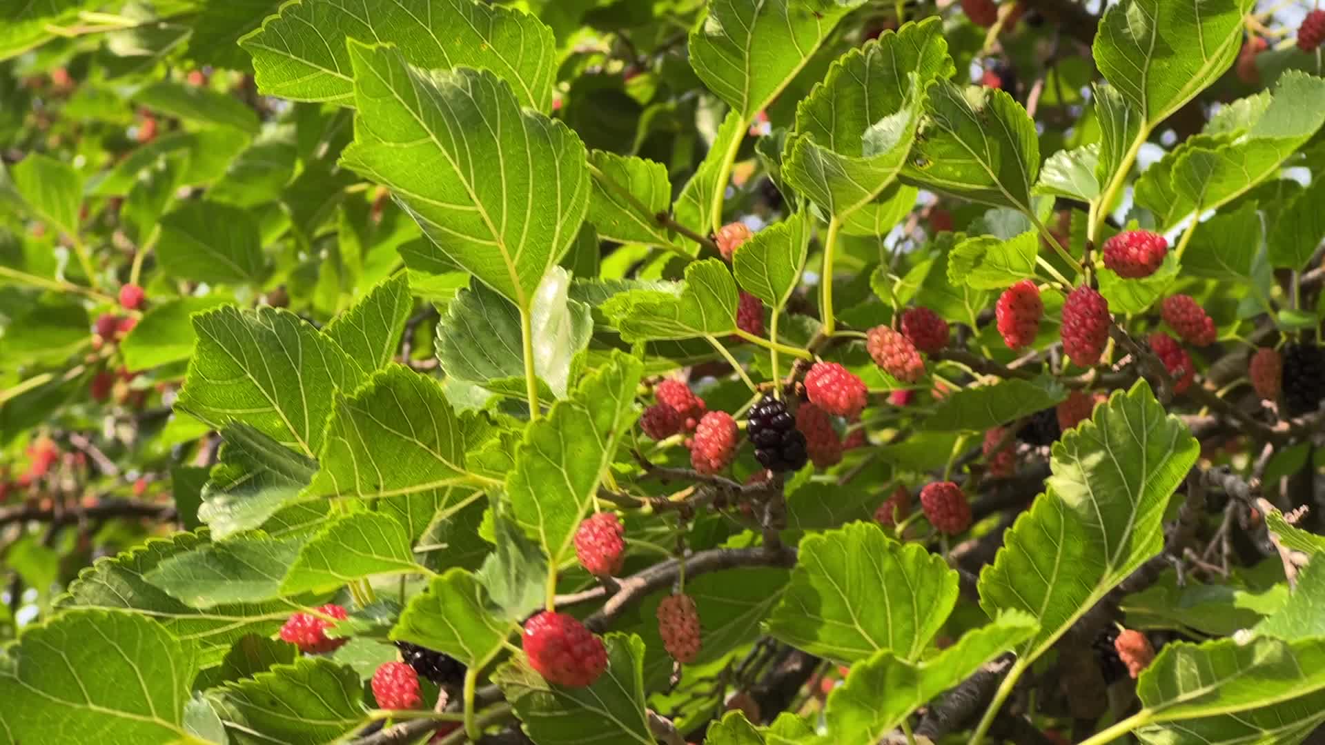 Mulberry Fruit In Canada