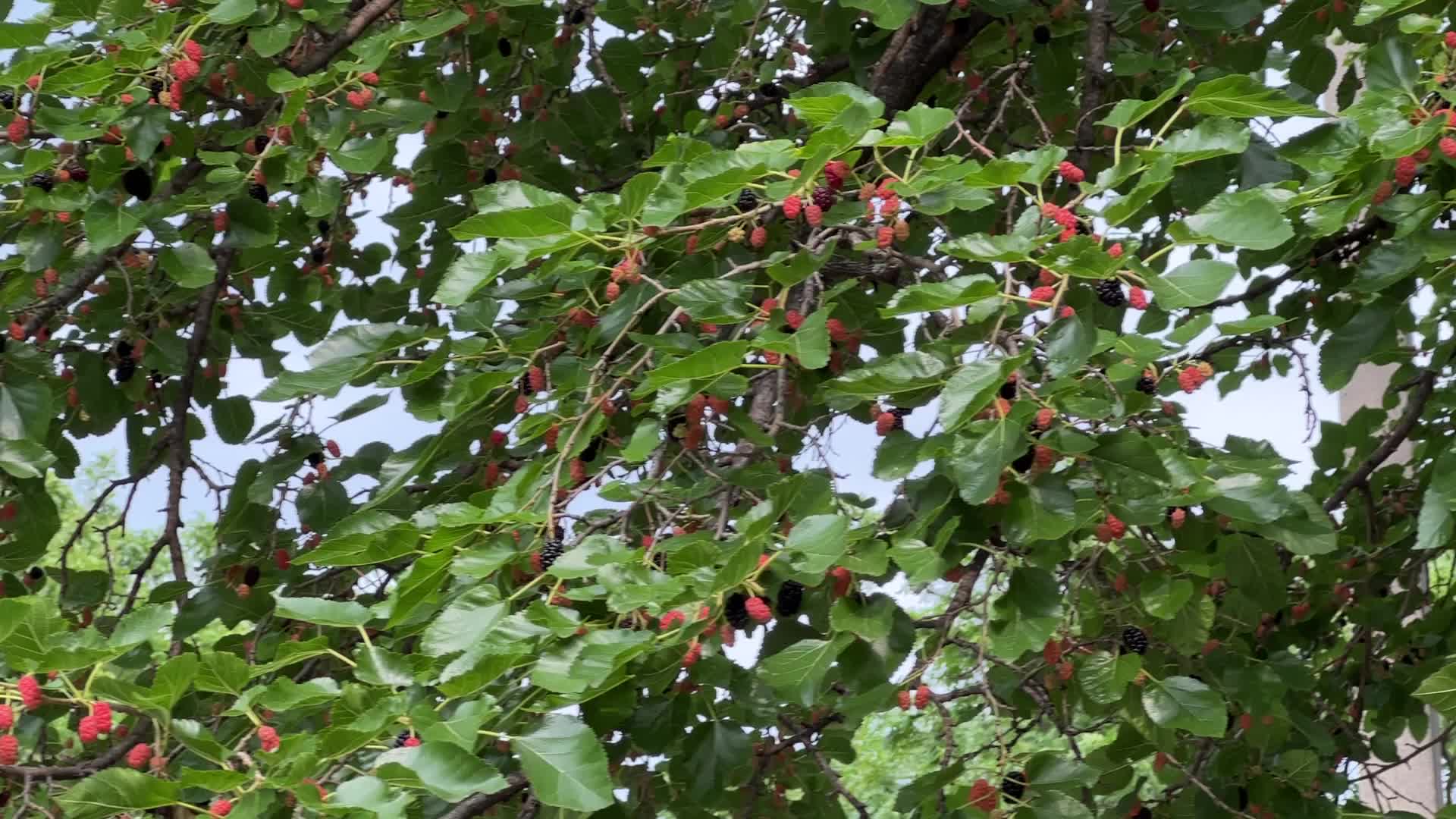 Mulberry Fruit In Canada