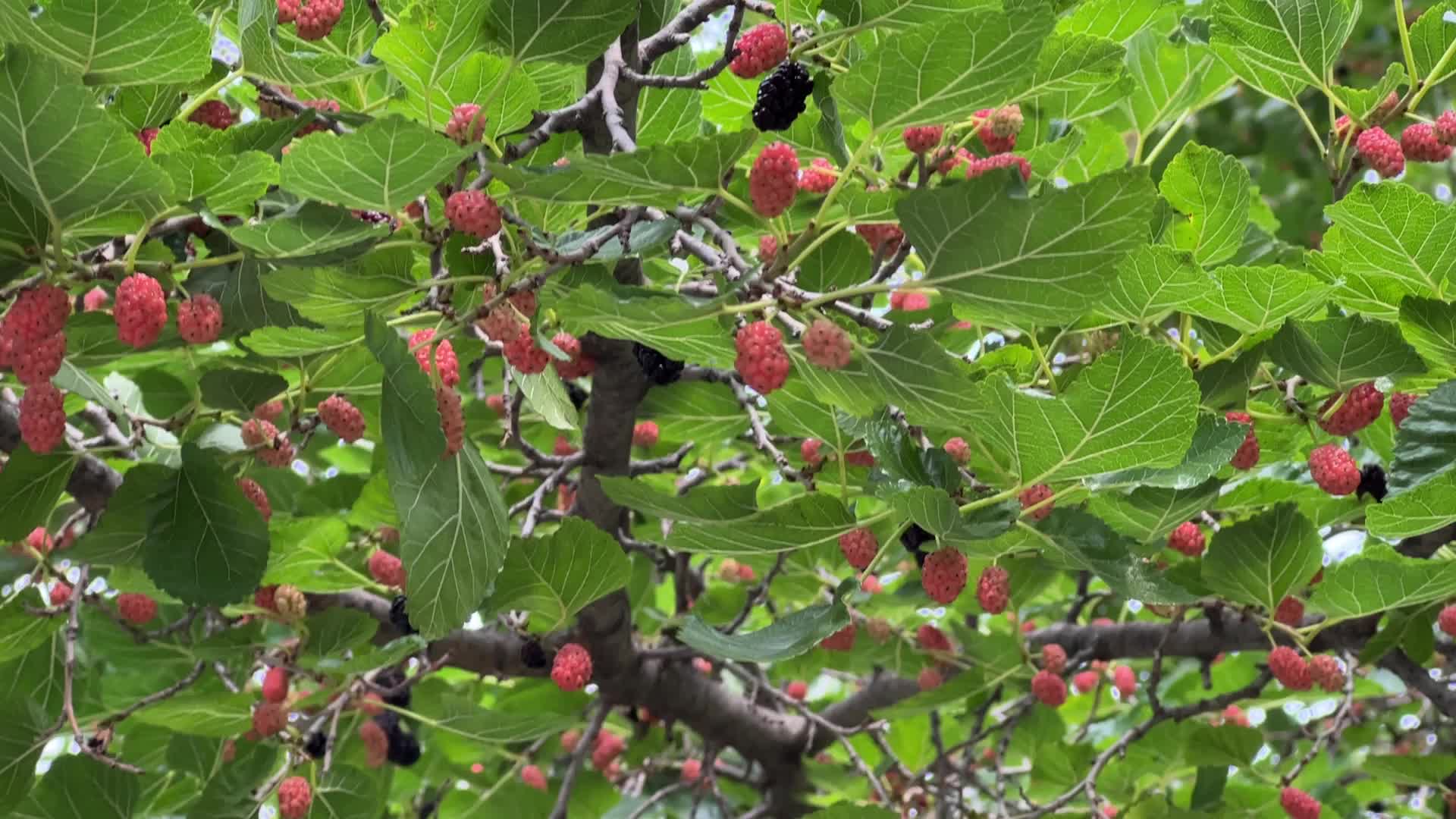 Mulberry Fruit In Canada