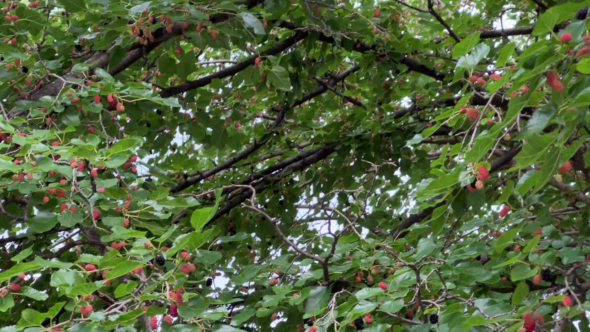 Mulberry Fruit In Canada