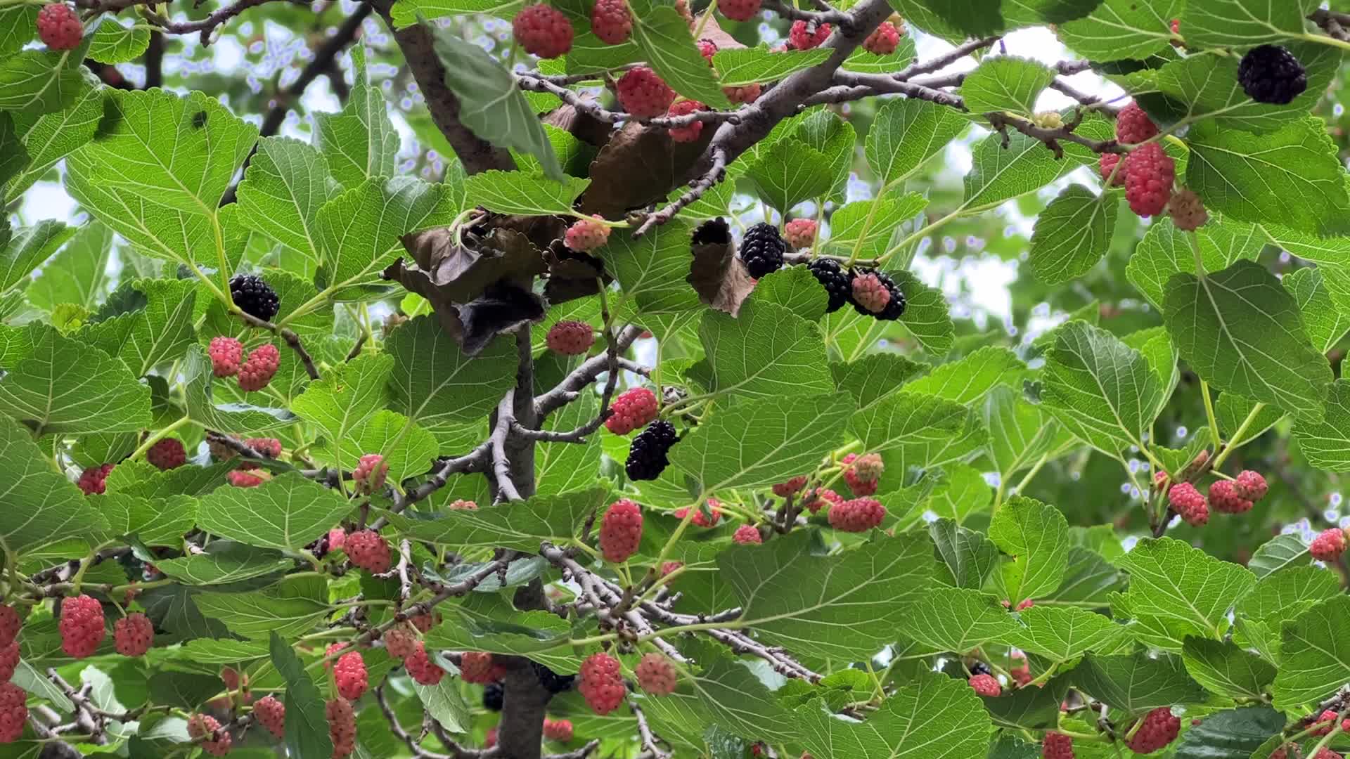 Mulberry Fruit In Canada