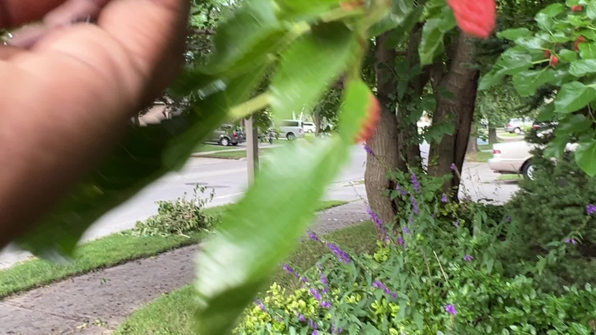 Mulberry Fruit In Canada