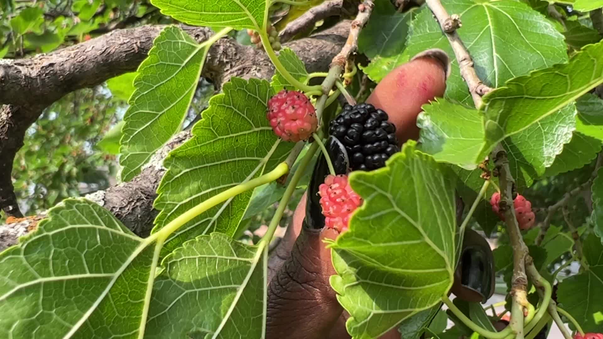 Mulberry Fruit In Canada