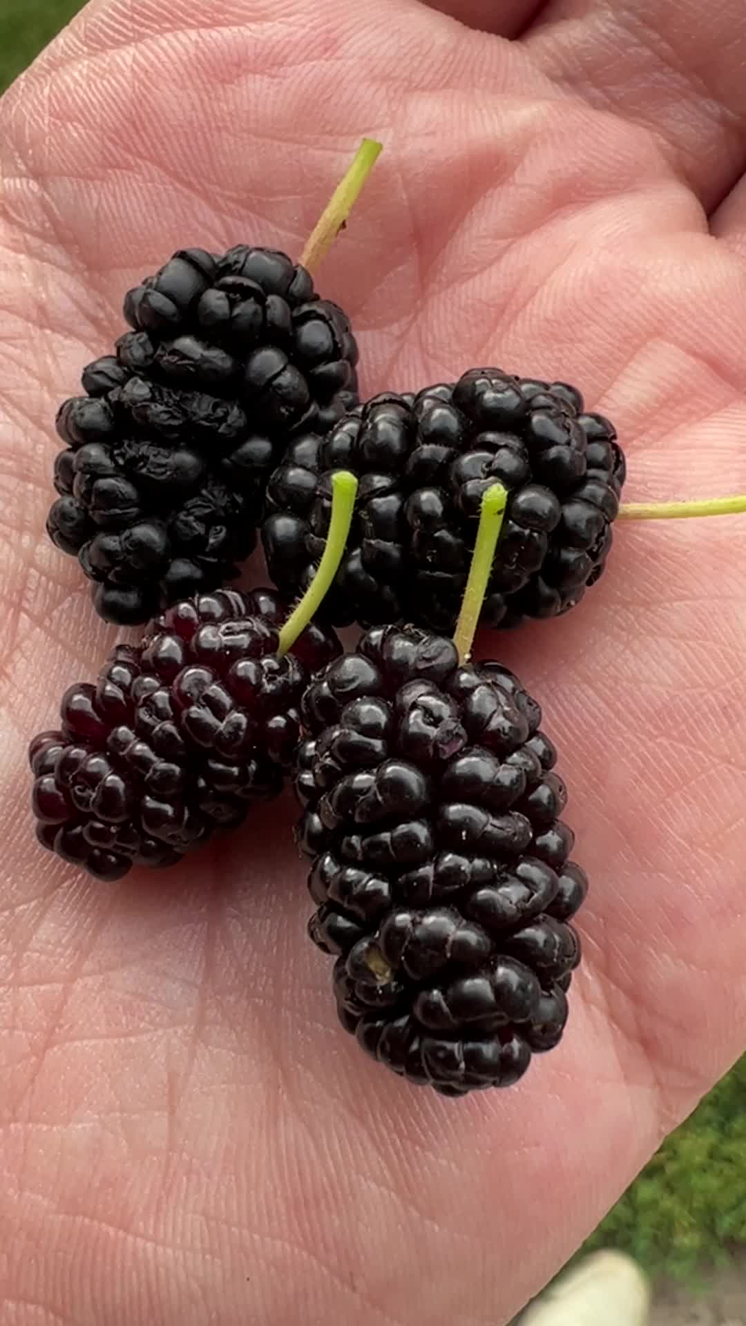 Mulberry Fruit In Canada