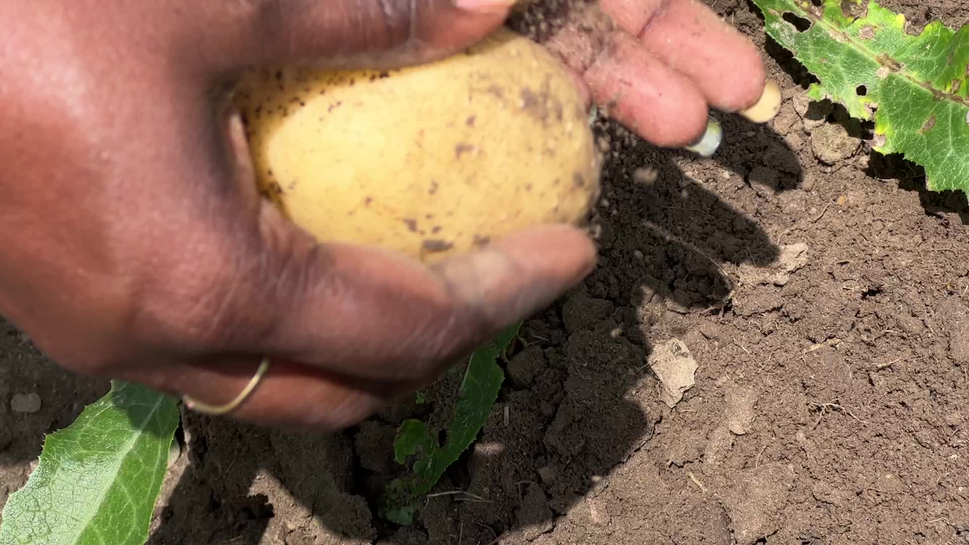 Harvesting potatoes in Canada
