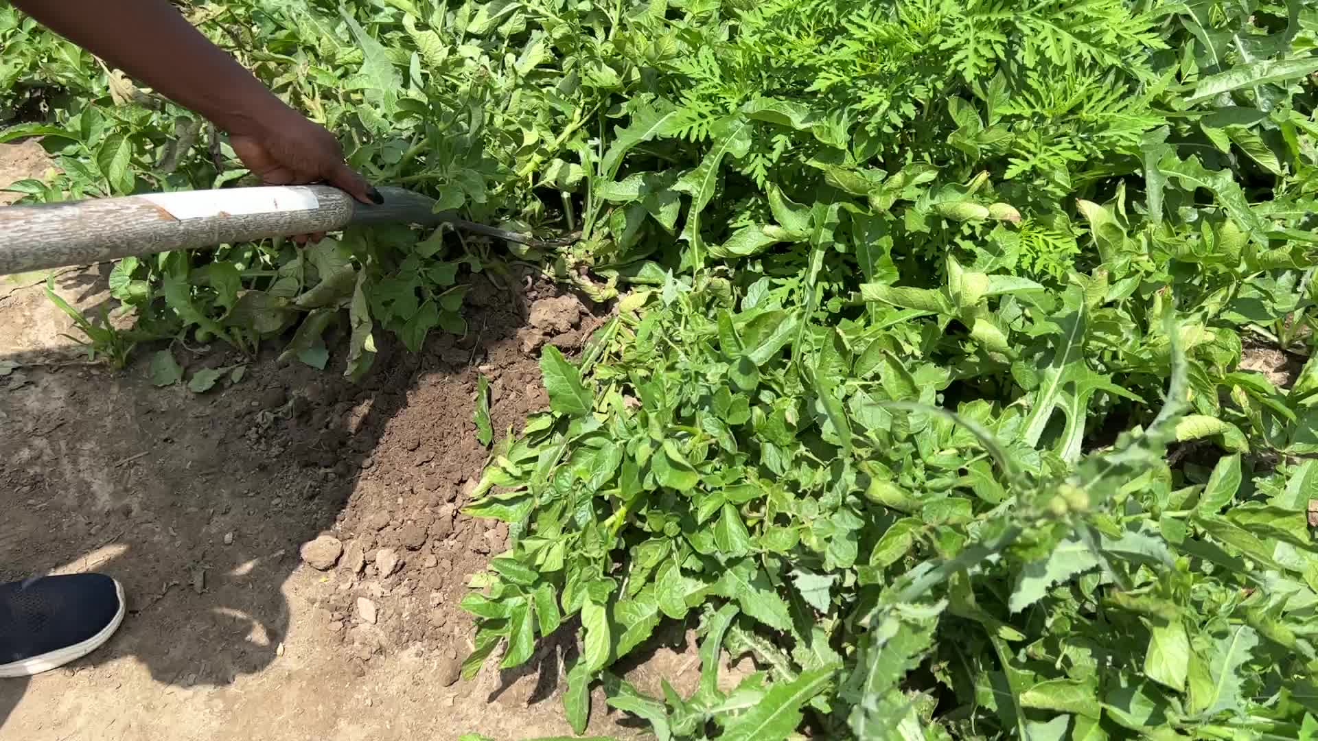 Harvesting potatoes in Canada
