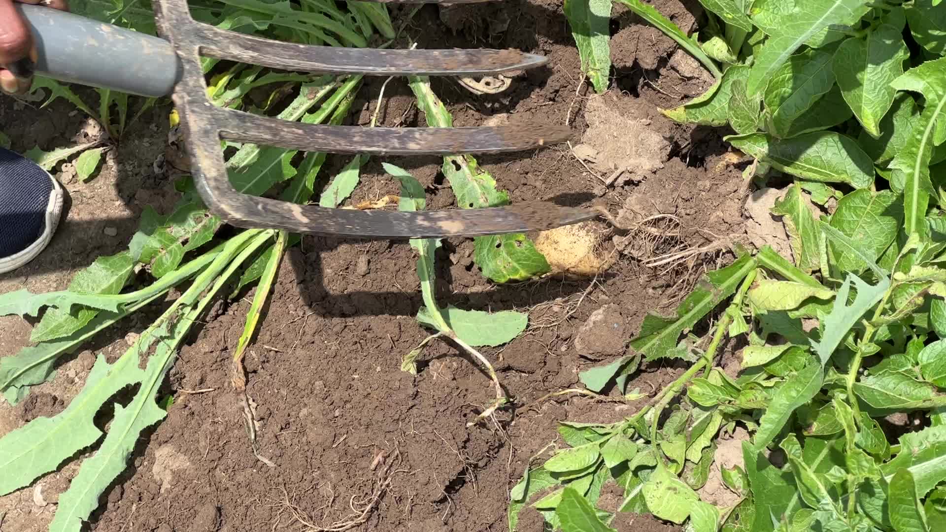 Harvesting potatoes in Canada