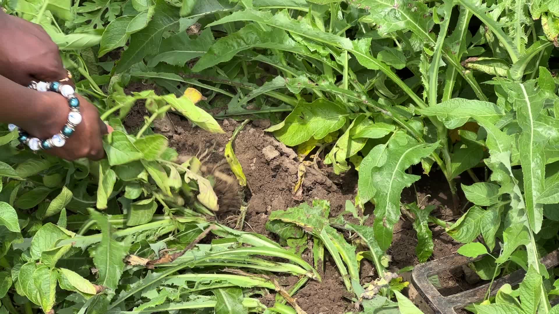 Harvesting potatoes in Canada