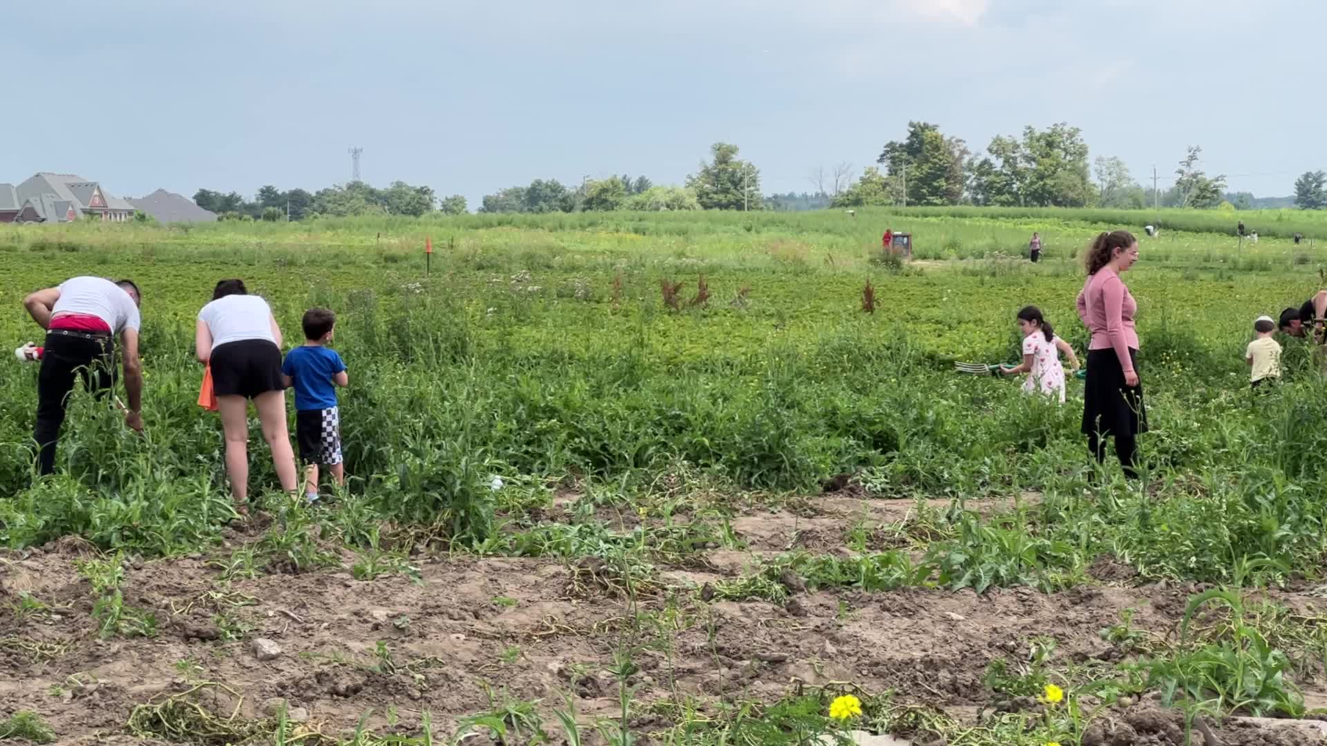 Harvesting potatoes in Canada