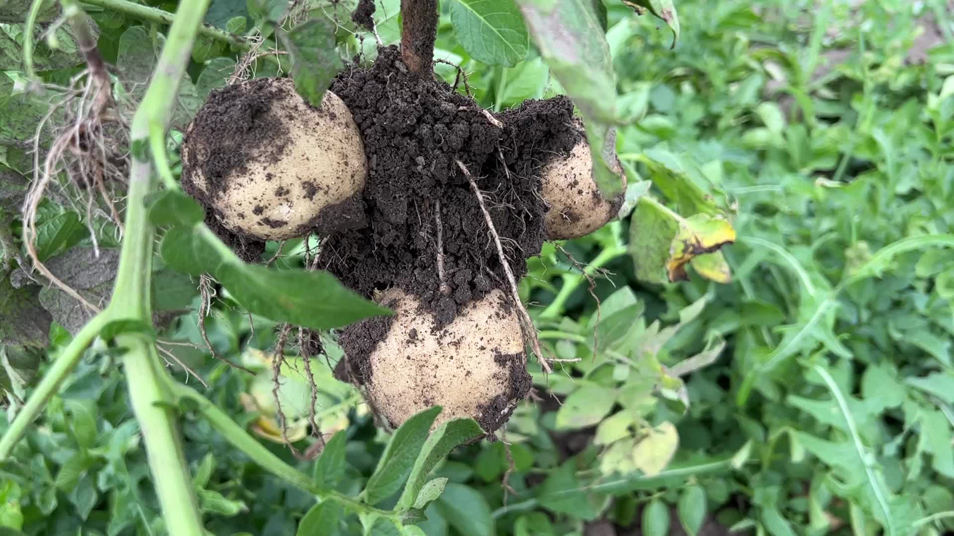 Harvesting potatoes in Canada