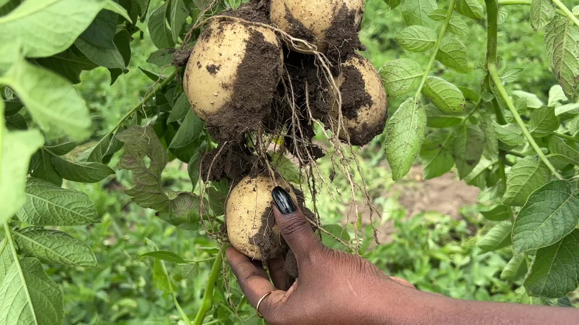 Harvesting potatoes in Canada