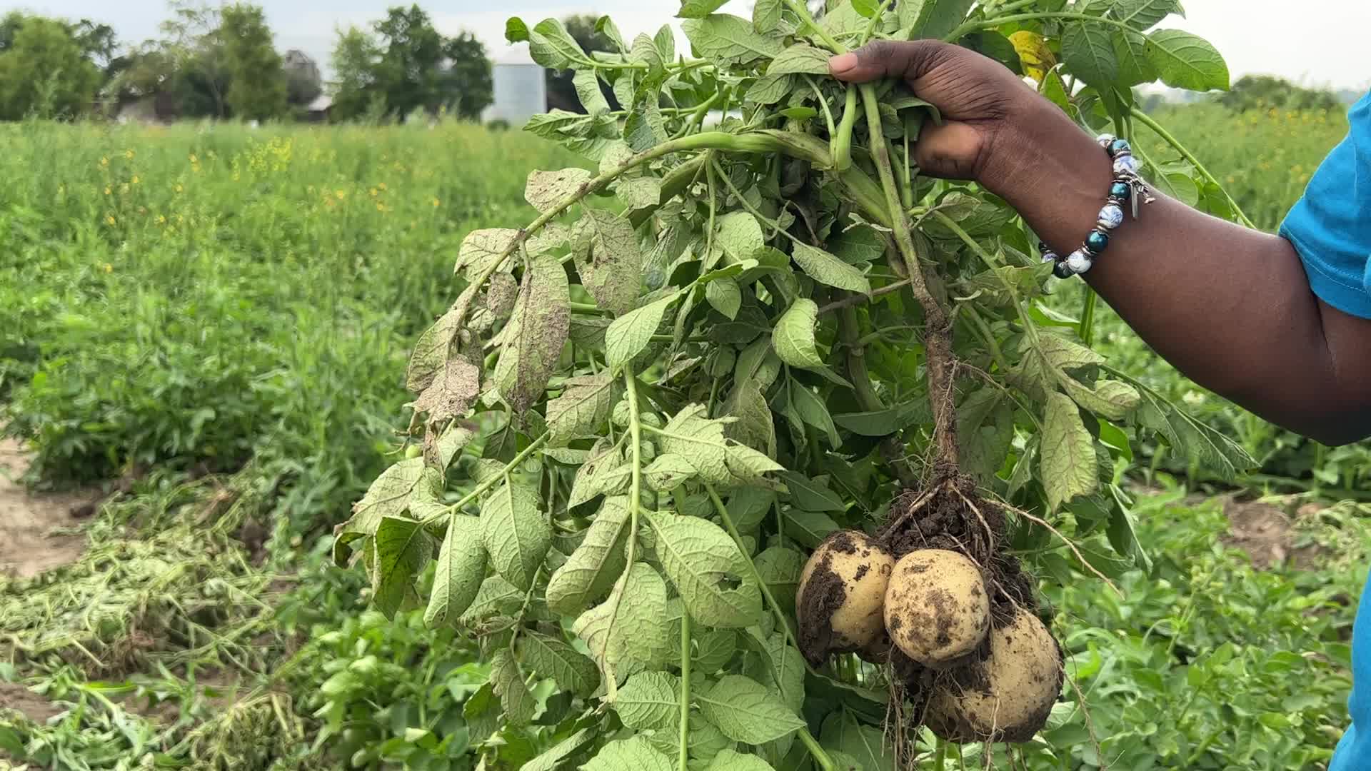 Harvesting potatoes in Canada