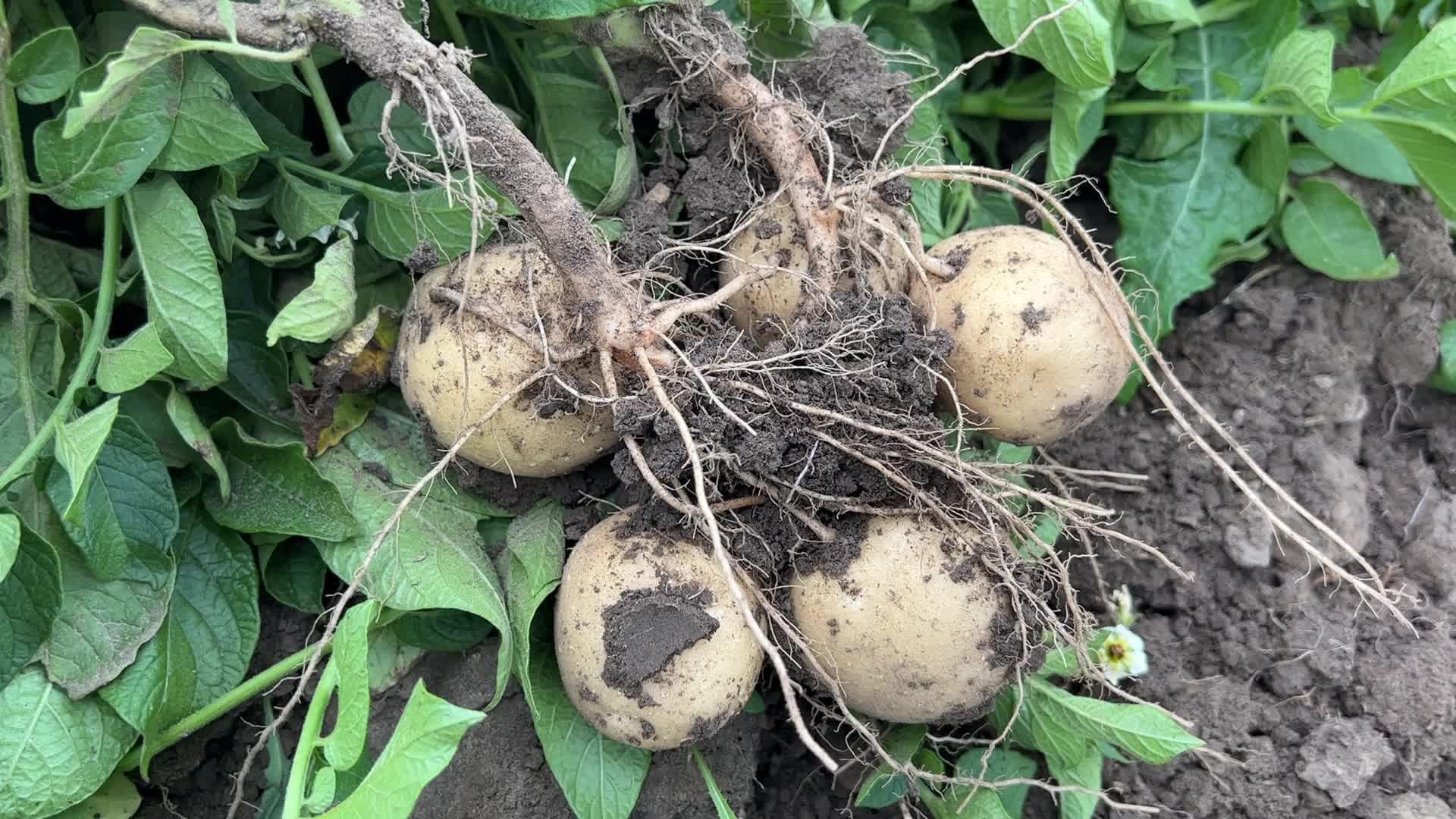 Harvesting potatoes in Canada