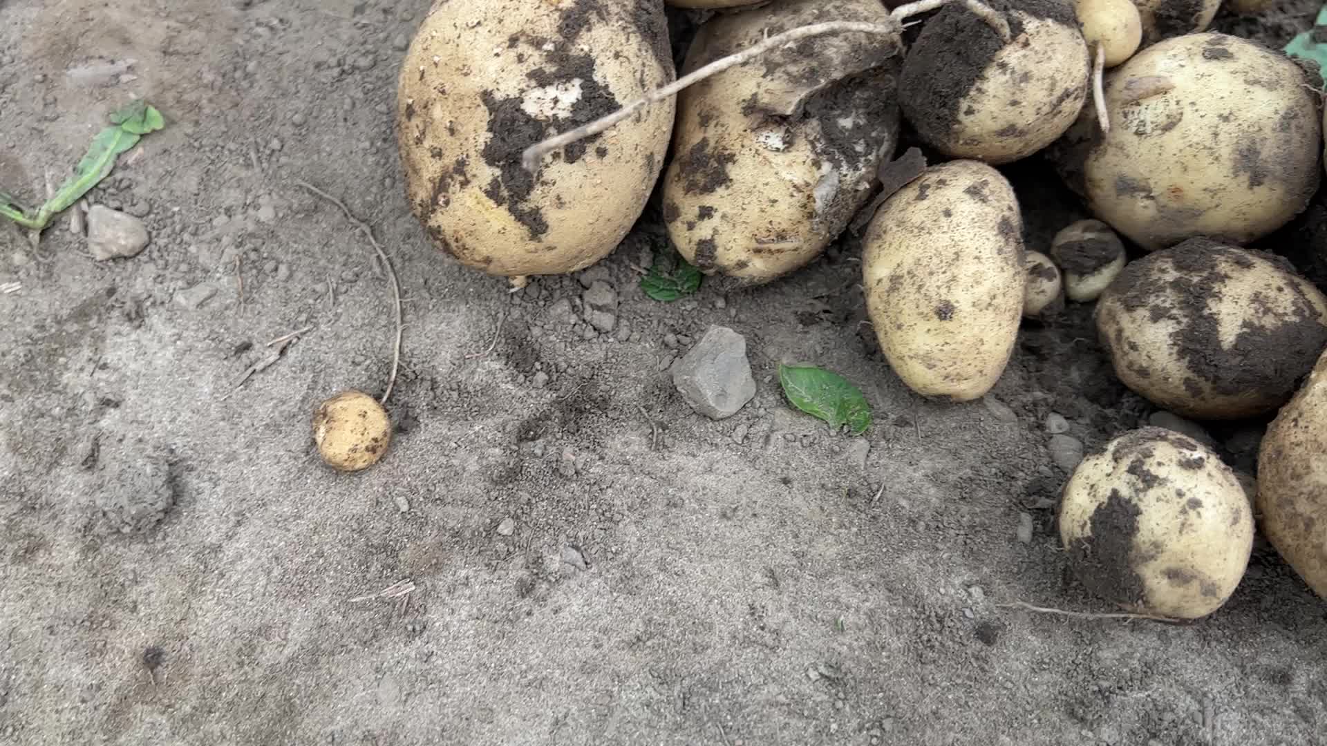 Harvesting potatoes in Canada