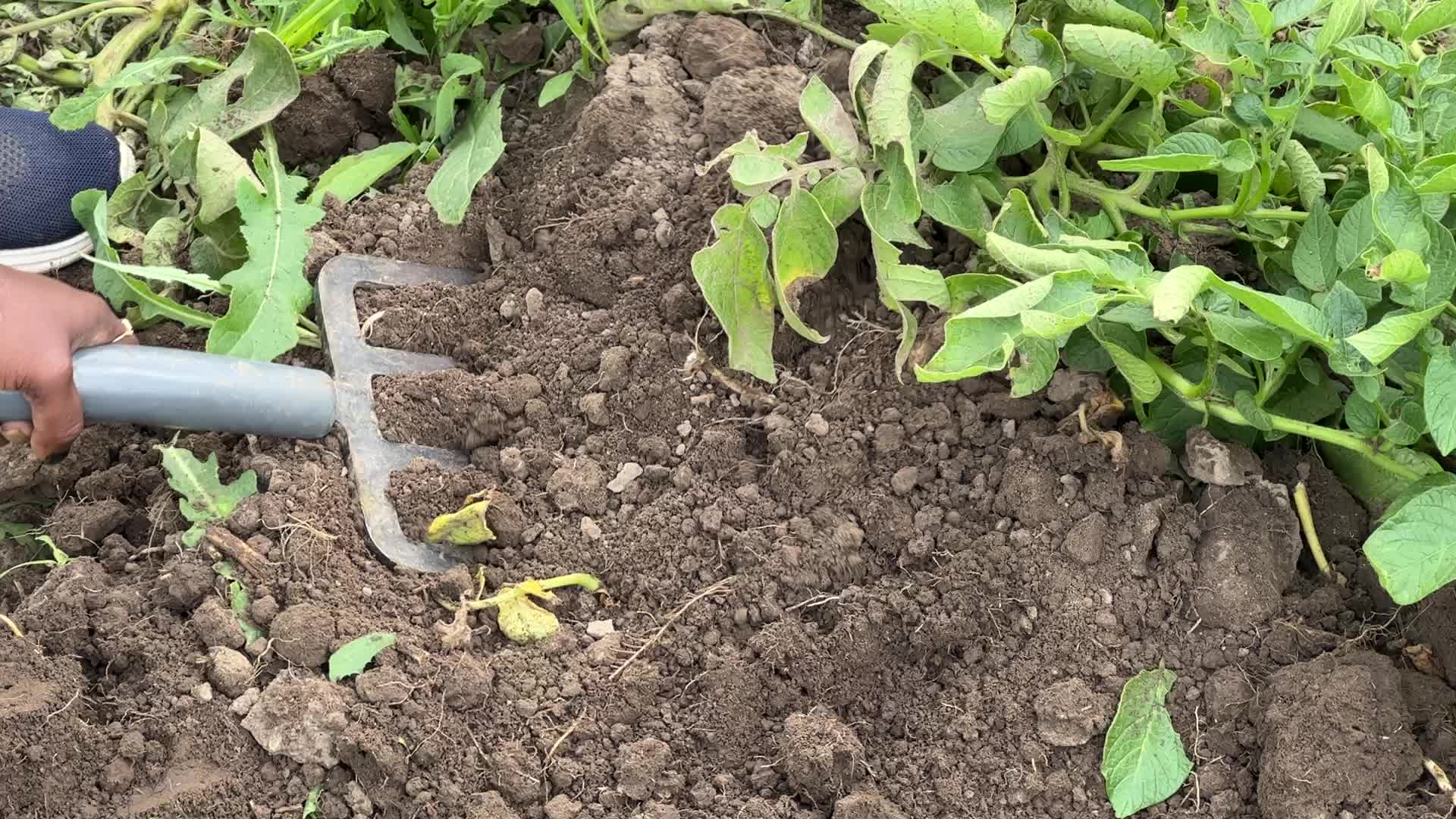 Harvesting potatoes in Canada