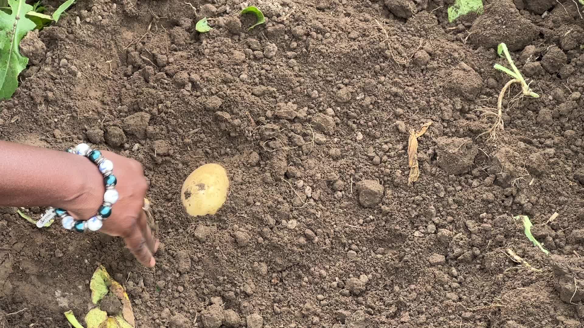 Harvesting potatoes in Canada