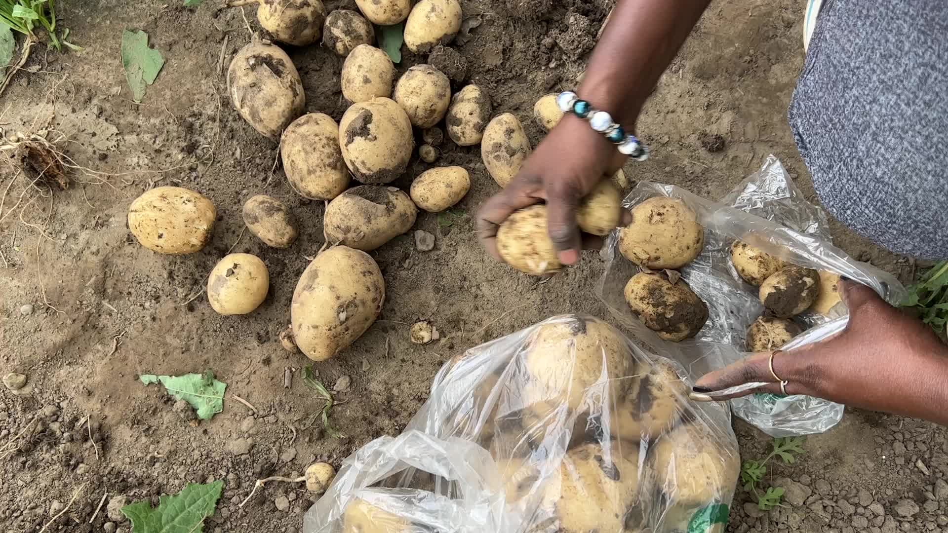 Harvesting potatoes in Canada