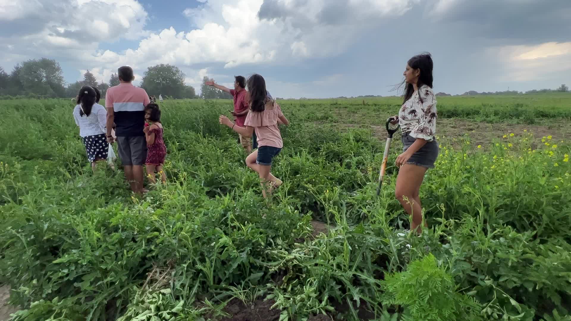 Harvesting potatoes in Canada