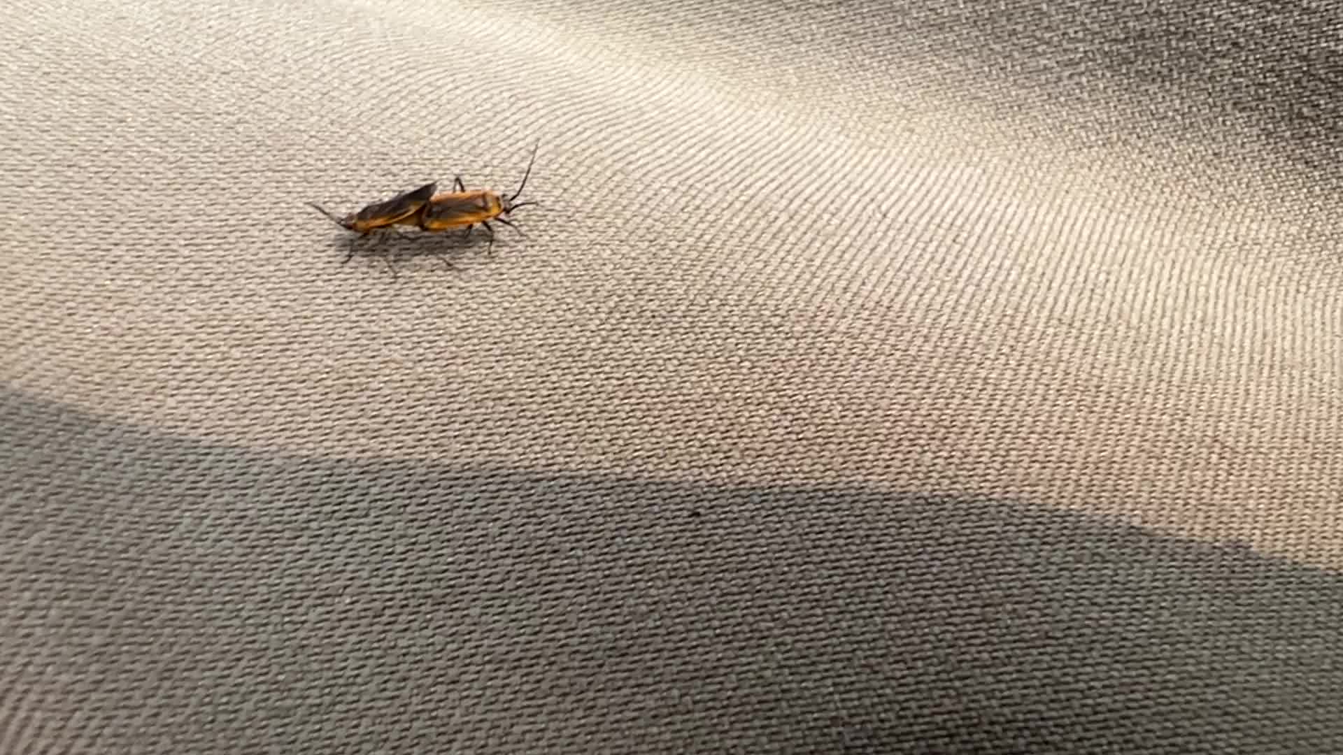 Plant bugs mating