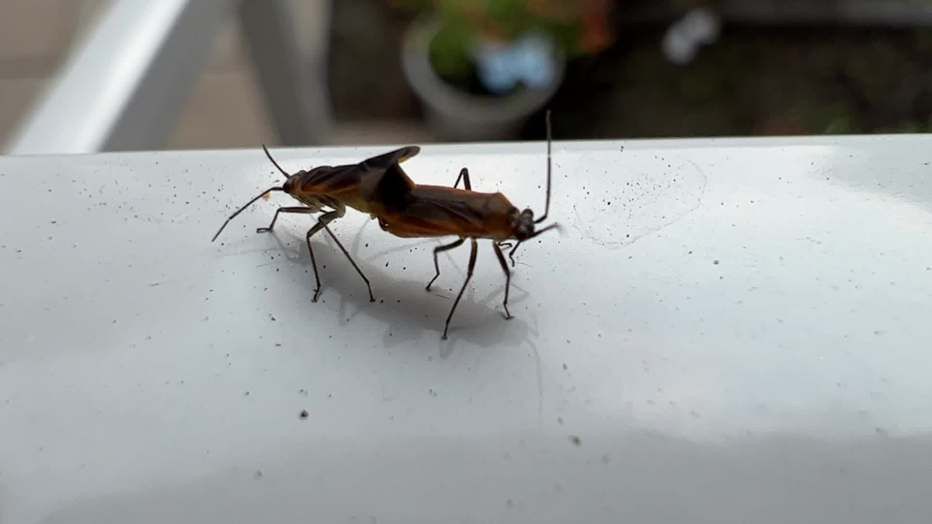 Plant bugs mating