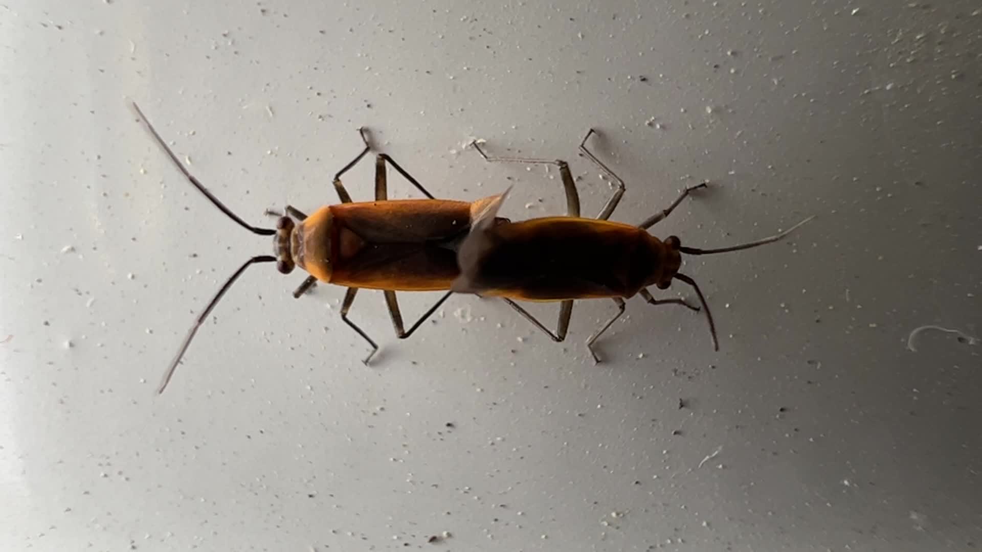 Plant bugs mating