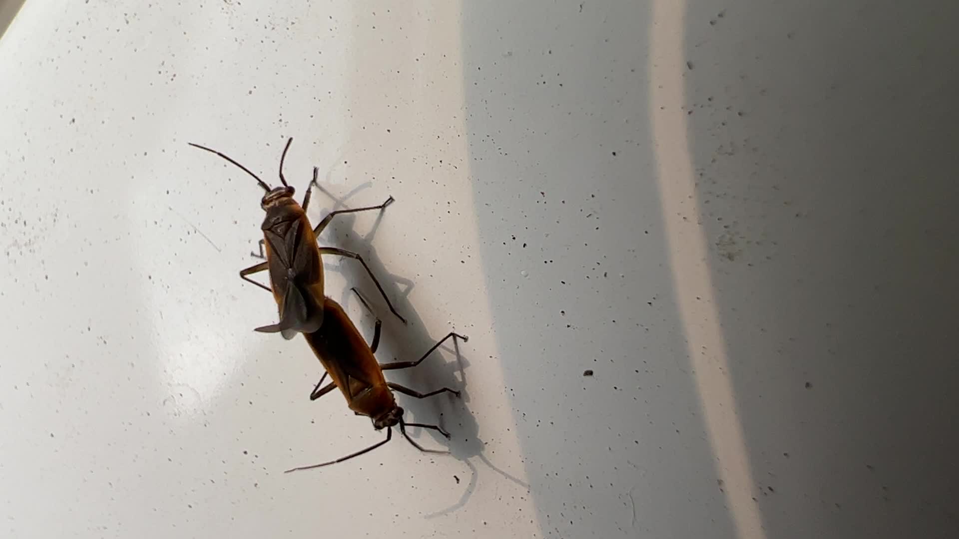 Plant bugs mating