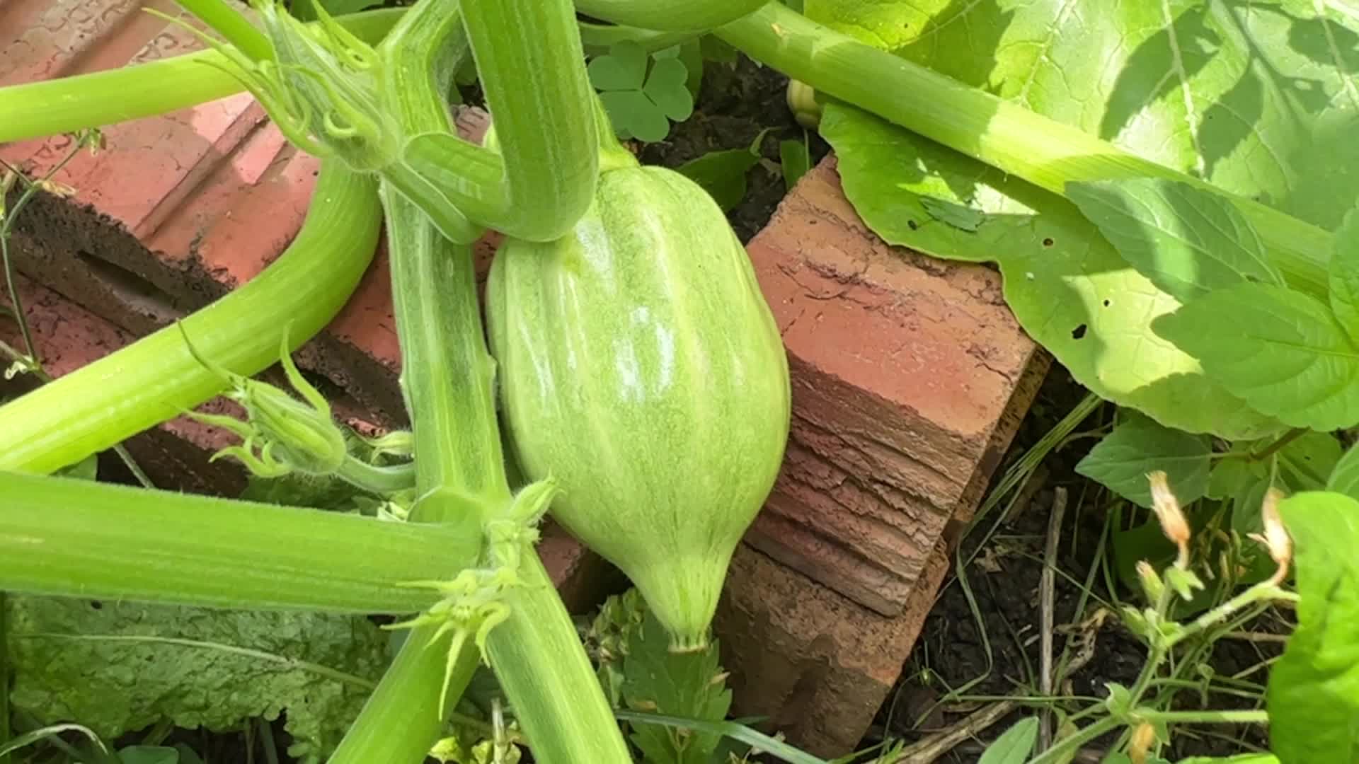 Homegrown vegetables in Canada