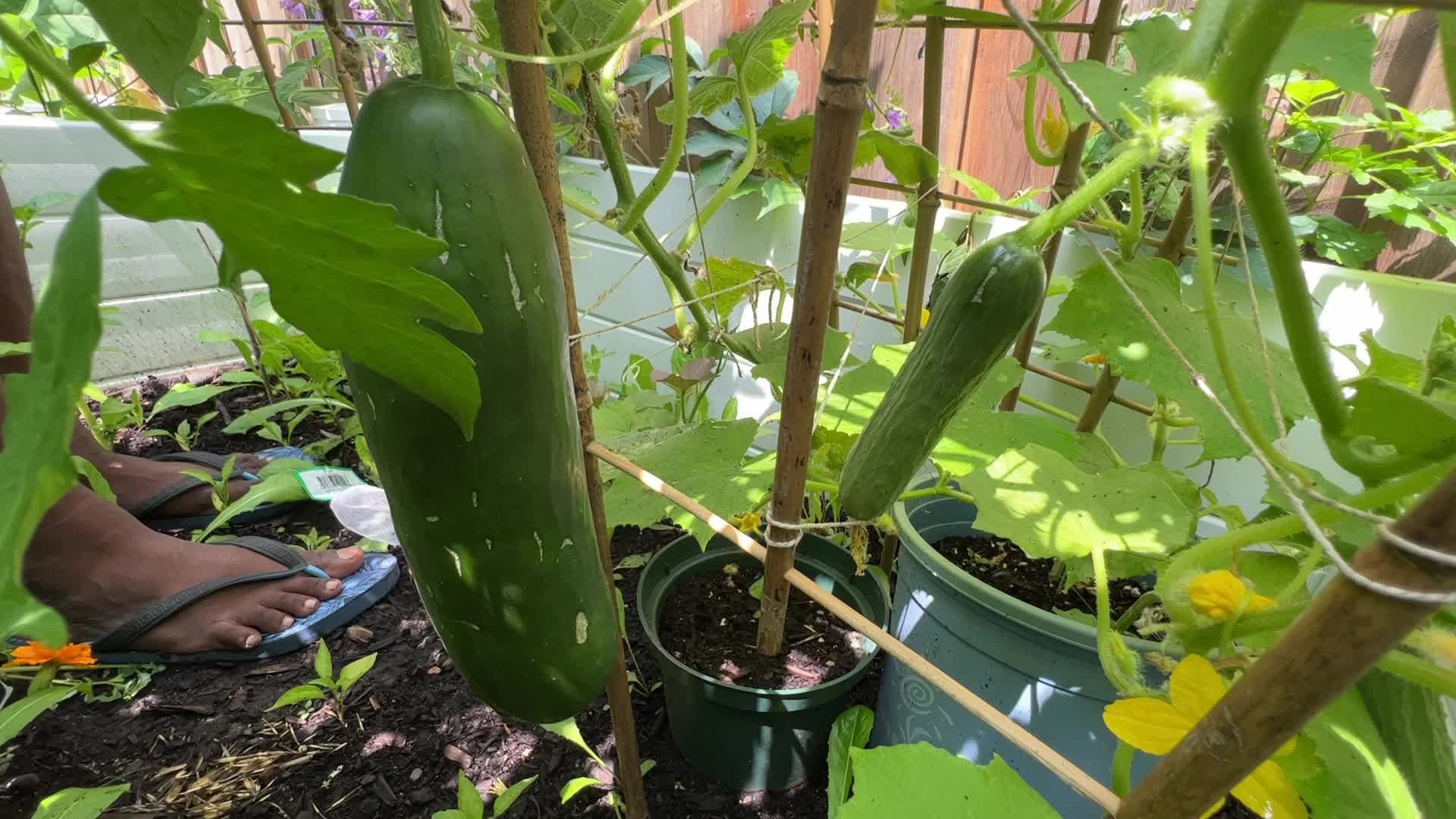 Homegrown vegetables in Canada