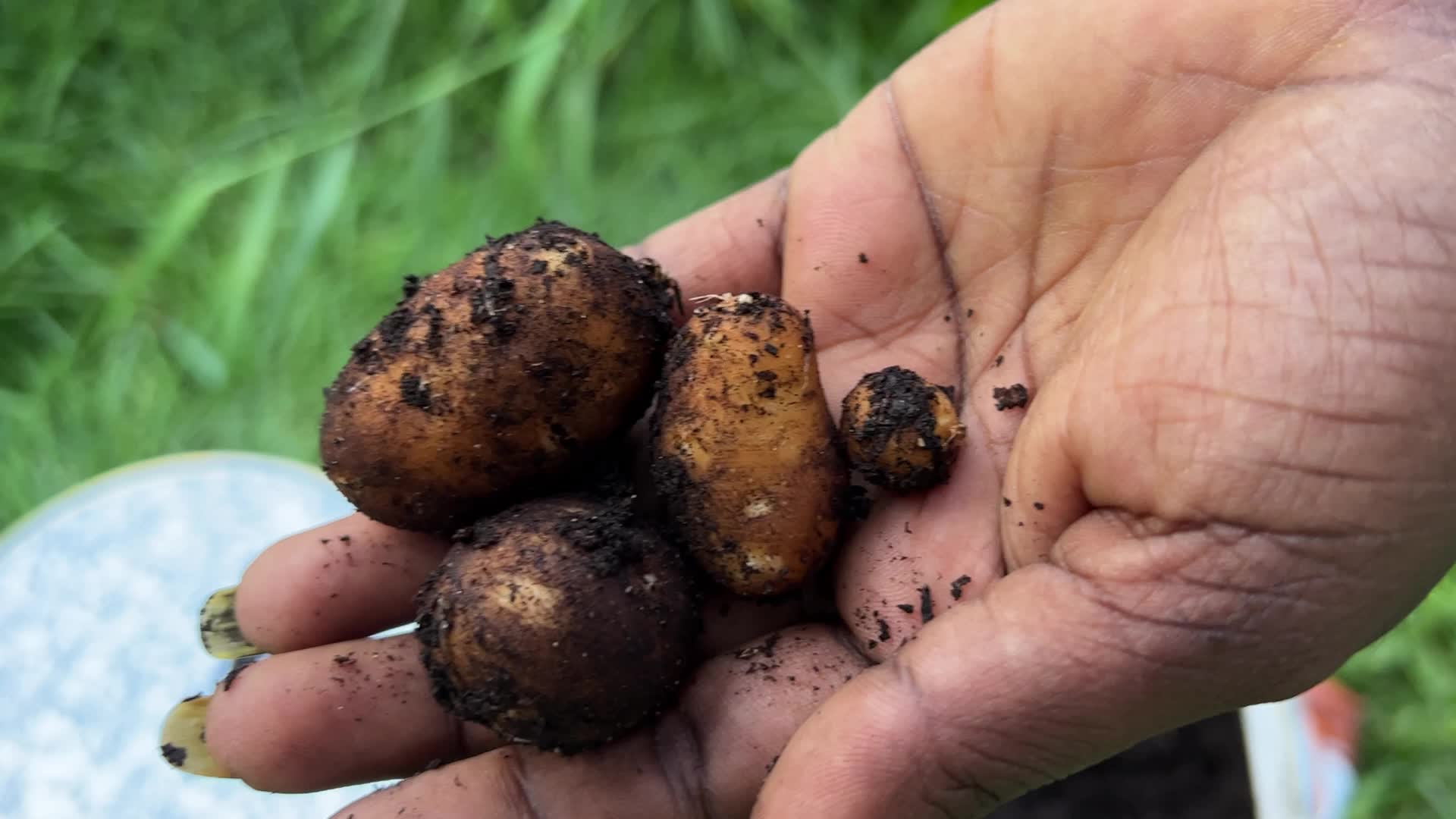 Homegrown vegetables in Canada