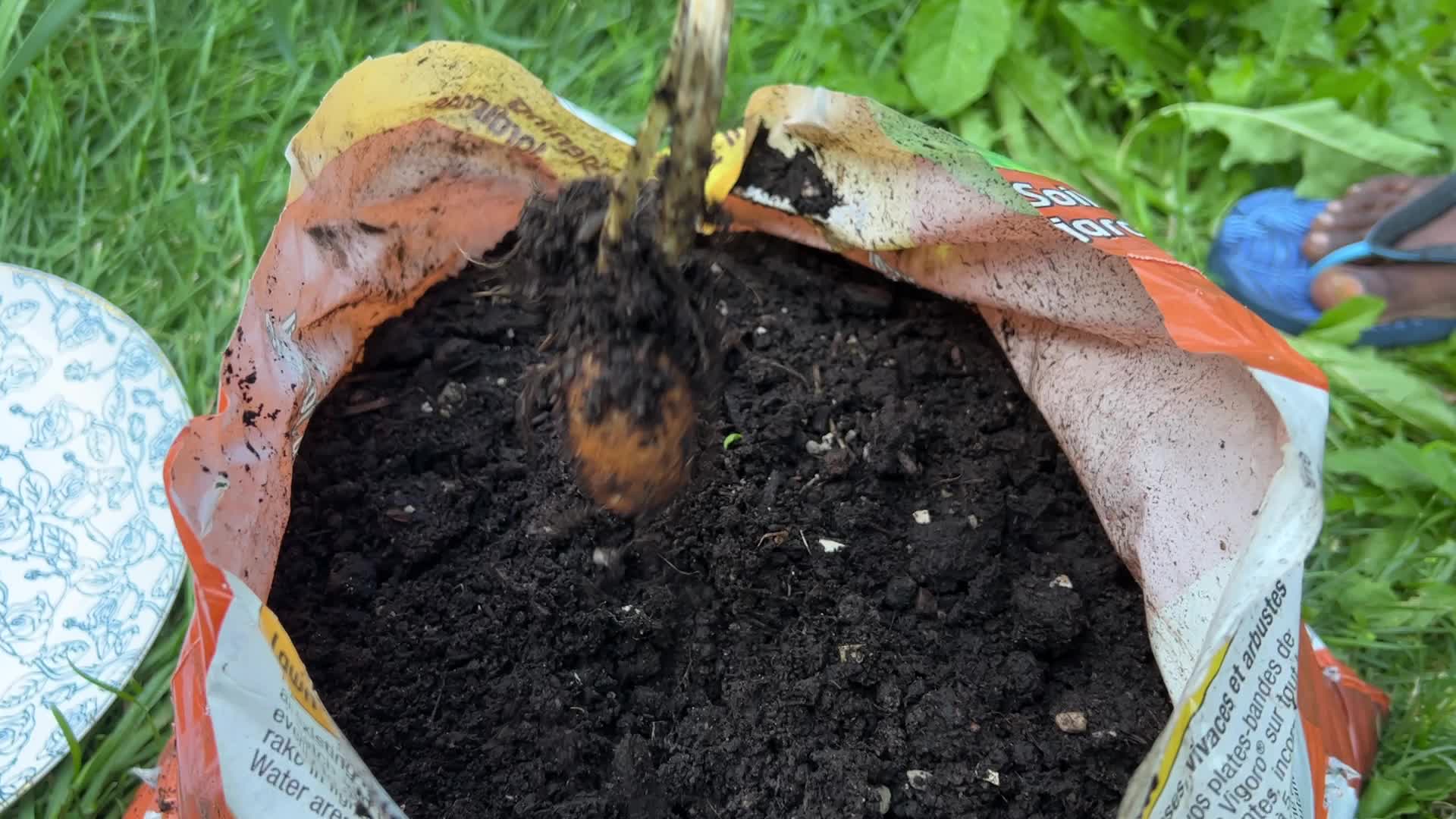 Homegrown vegetables in Canada