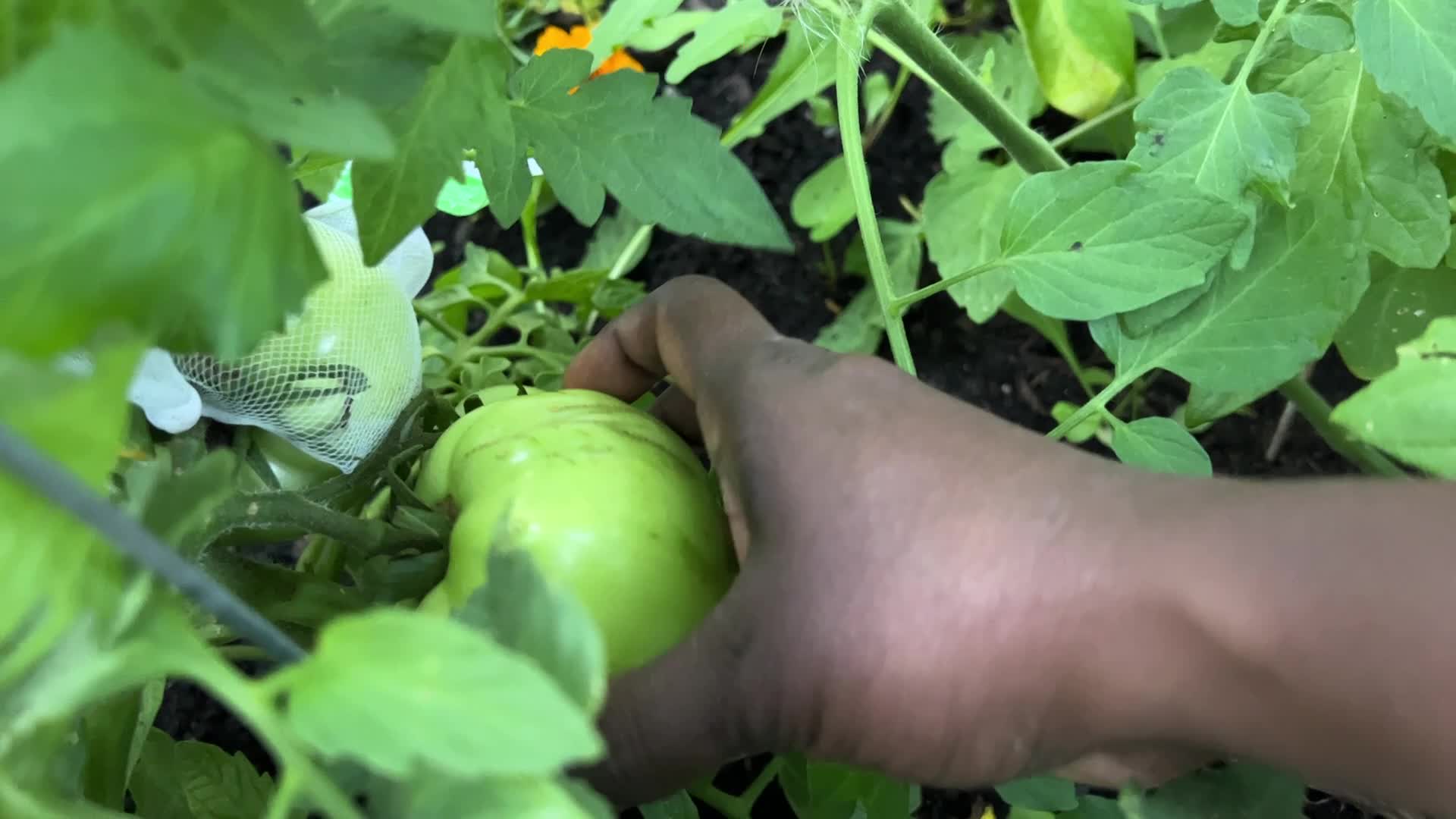 Homegrown vegetables in Canada