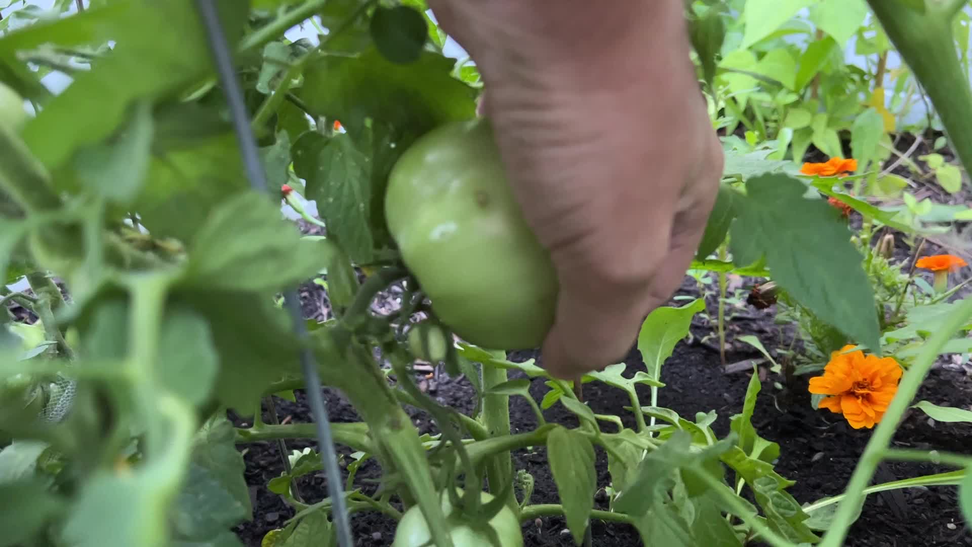 Homegrown vegetables in Canada