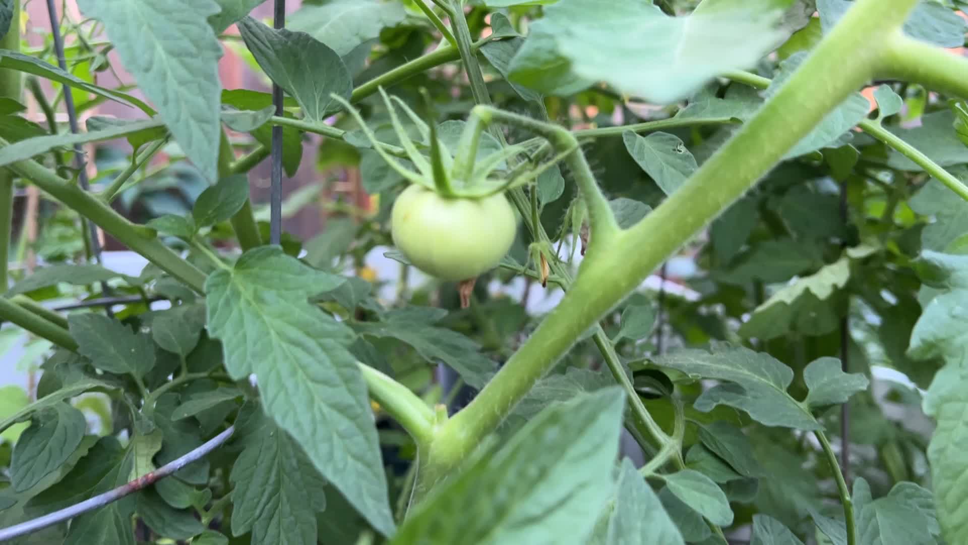 Homegrown vegetables in Canada