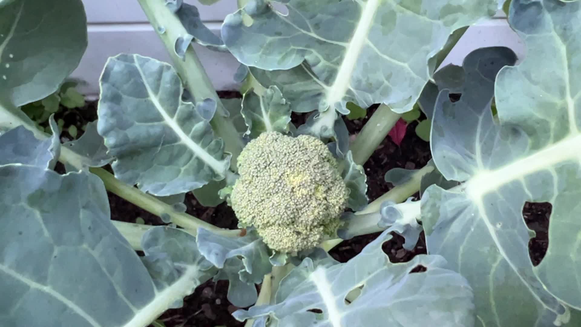 Homegrown vegetables in Canada