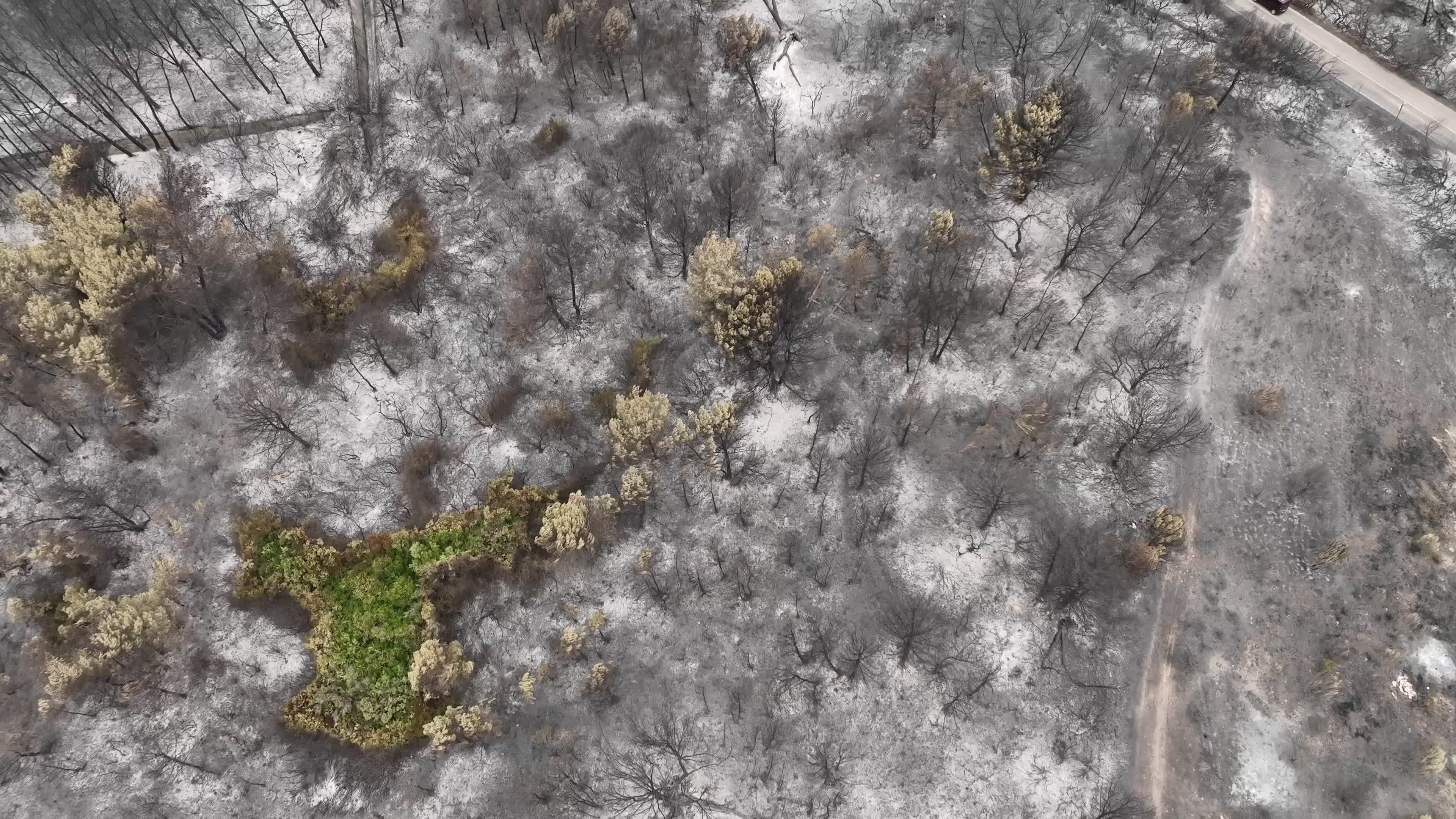 Drone View of Wildfire Aftermath in San Cataldo, Lecce