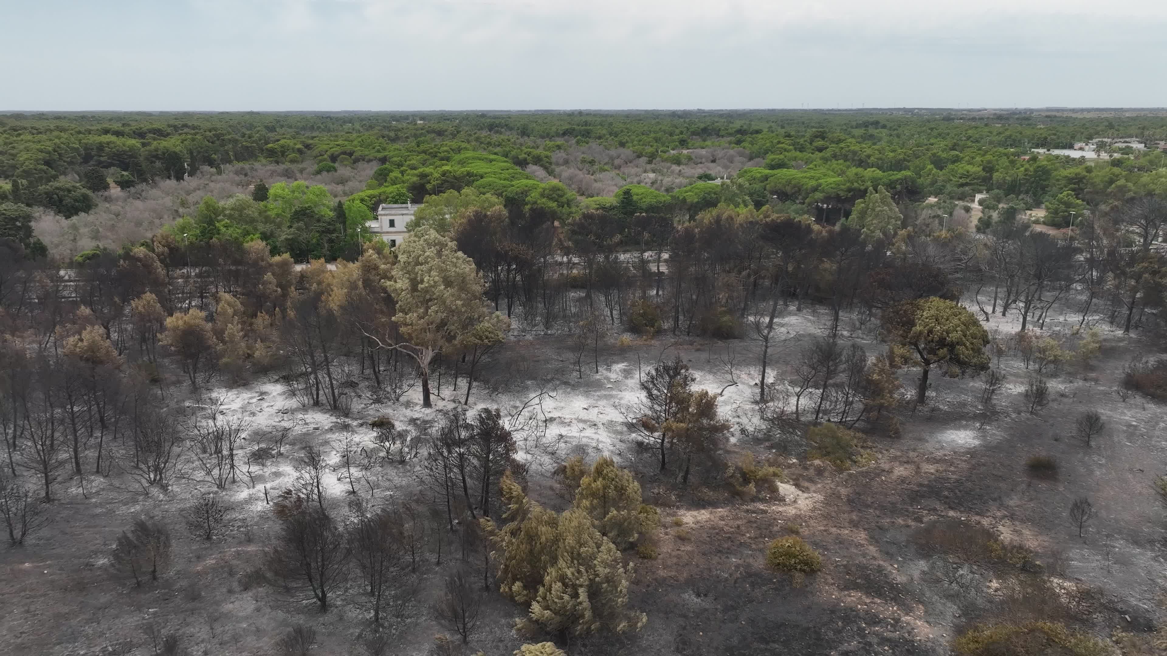 Drone View of Wildfire Aftermath in San Cataldo, Lecce