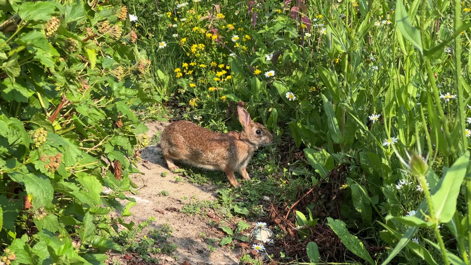 Summer Season in Toronto, Canada