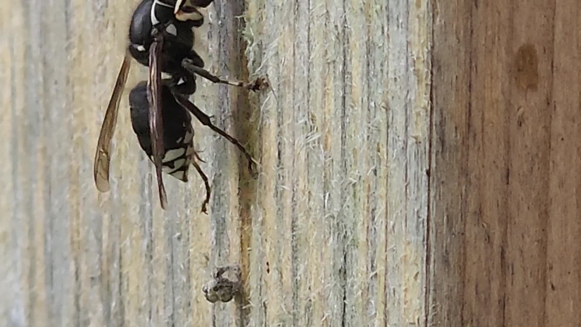 Summer Season in Toronto, Canada