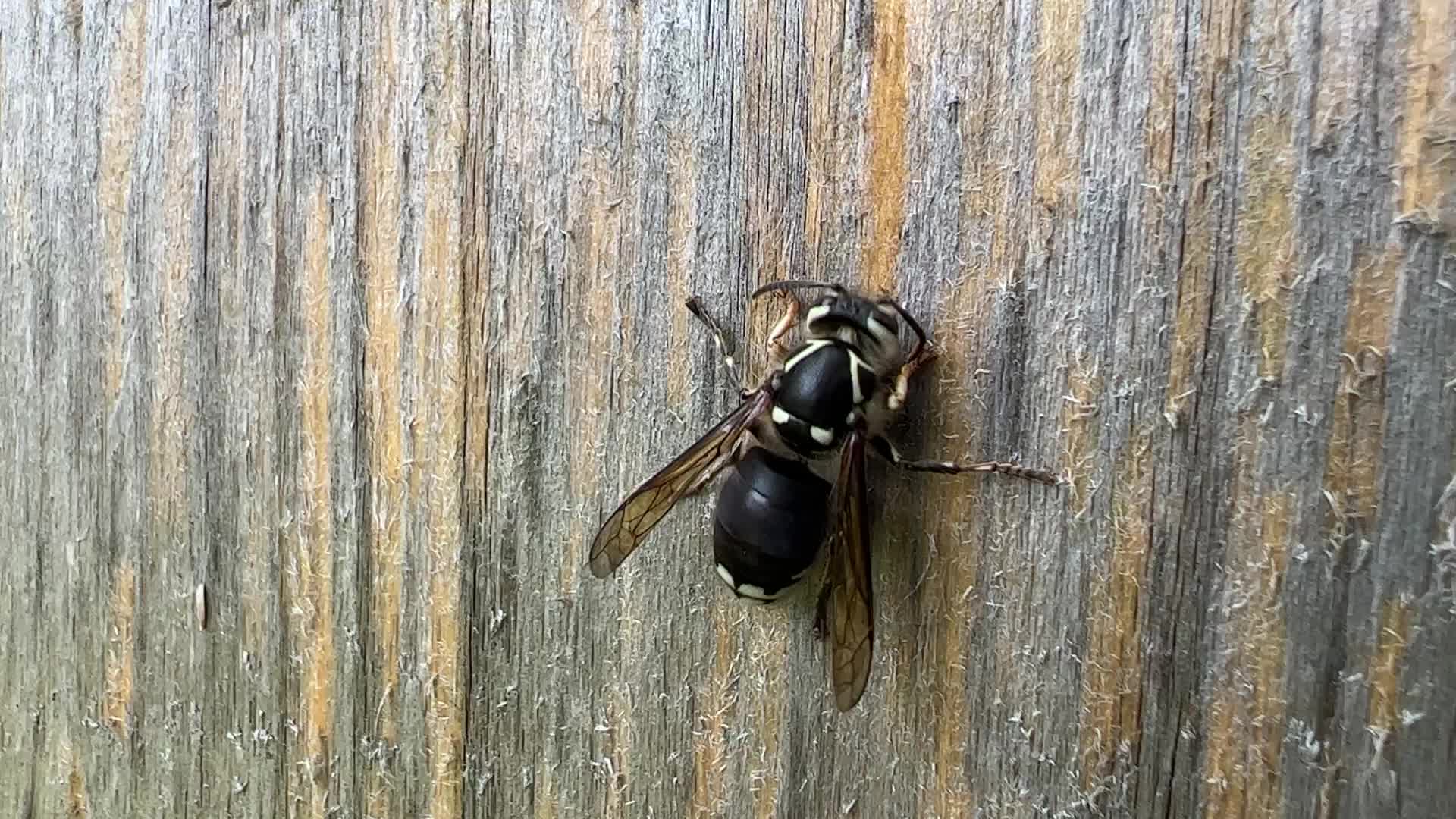Summer Season in Toronto, Canada